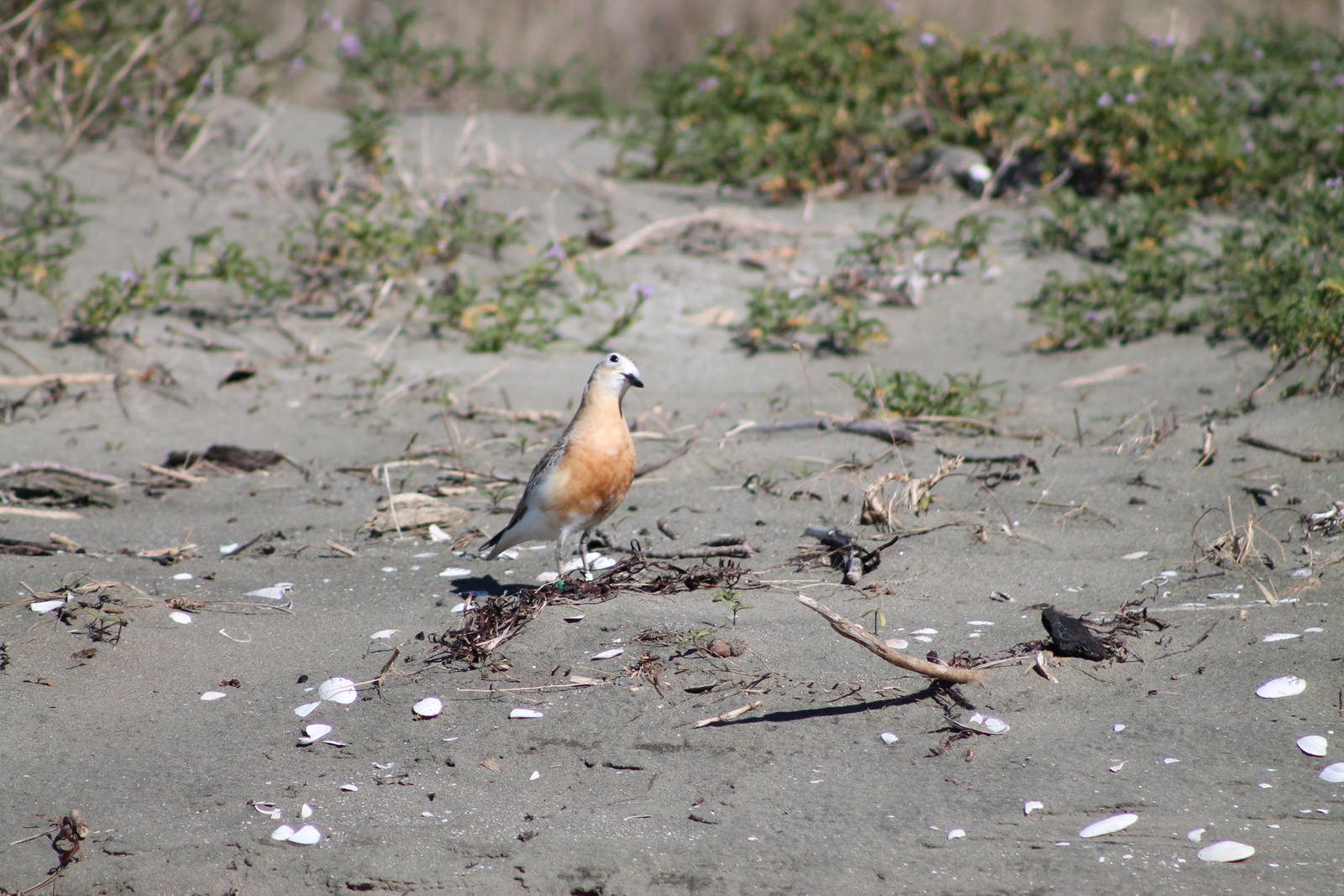 New Zealand dotterel (Charadrius obscurus)
