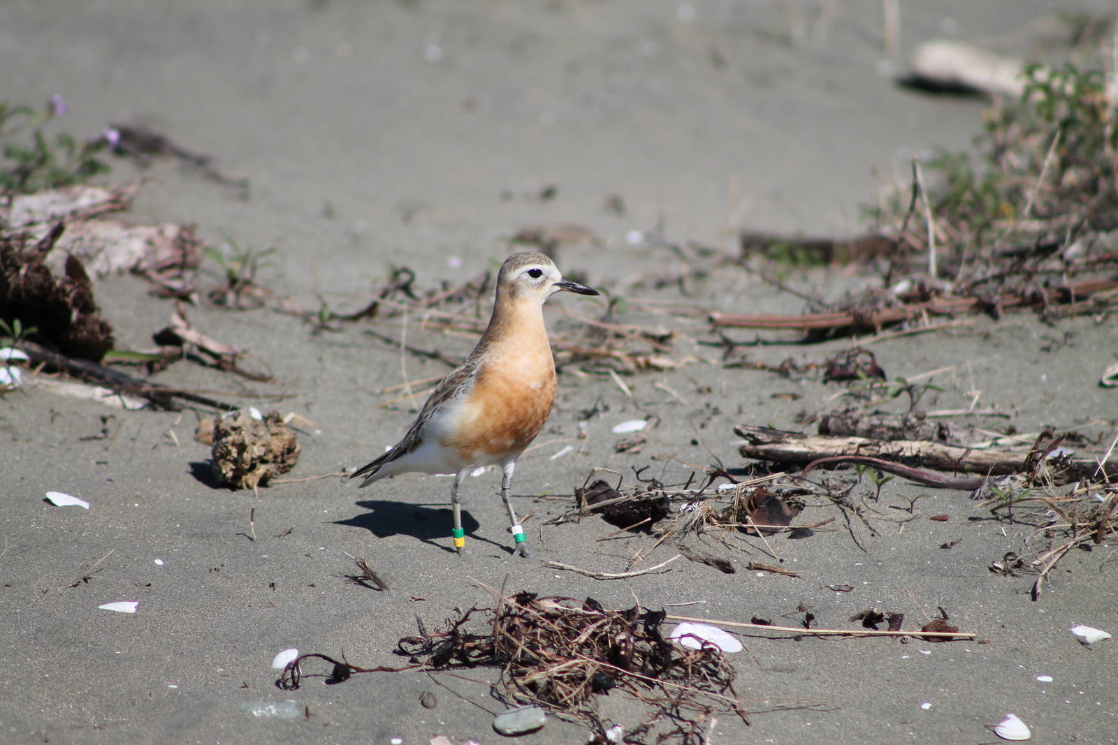 New Zealand dotterel (Charadrius obscurus)