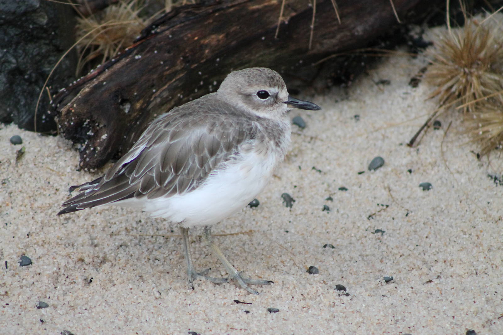 New Zealand dotterel (Charadrius obscurus)