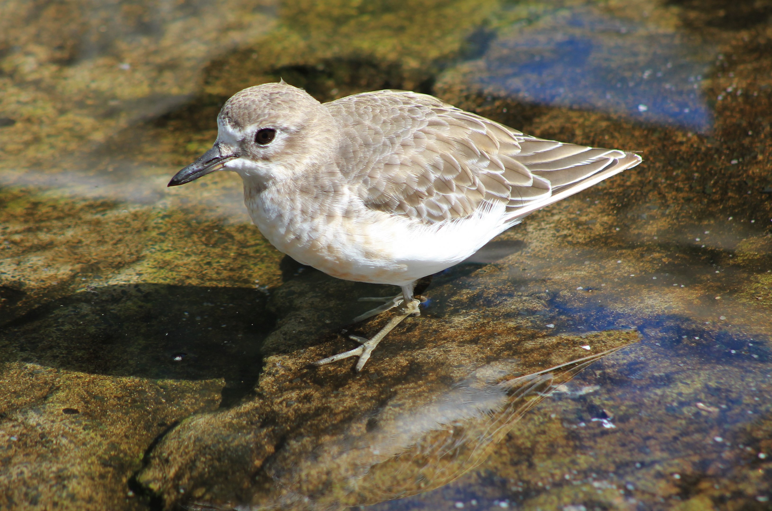 New Zealand Dotterel (Charadrius obscurus)