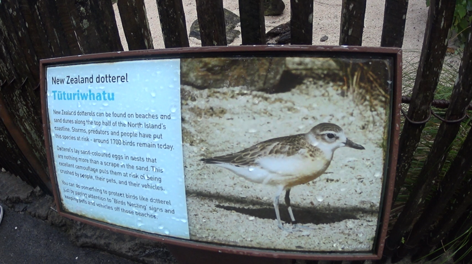 New Zealand Dotterel Sign (2020)