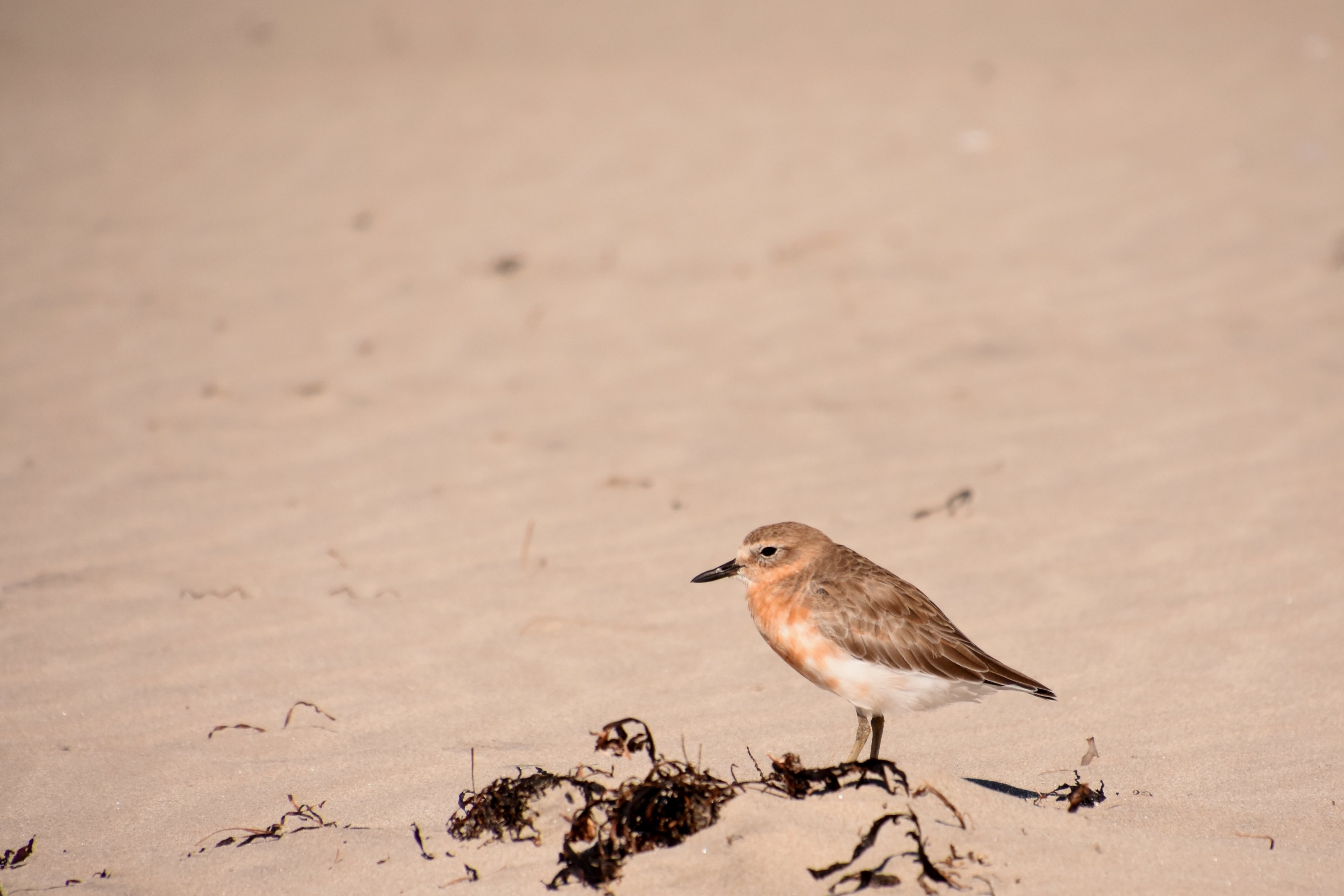 New Zealand dotterel