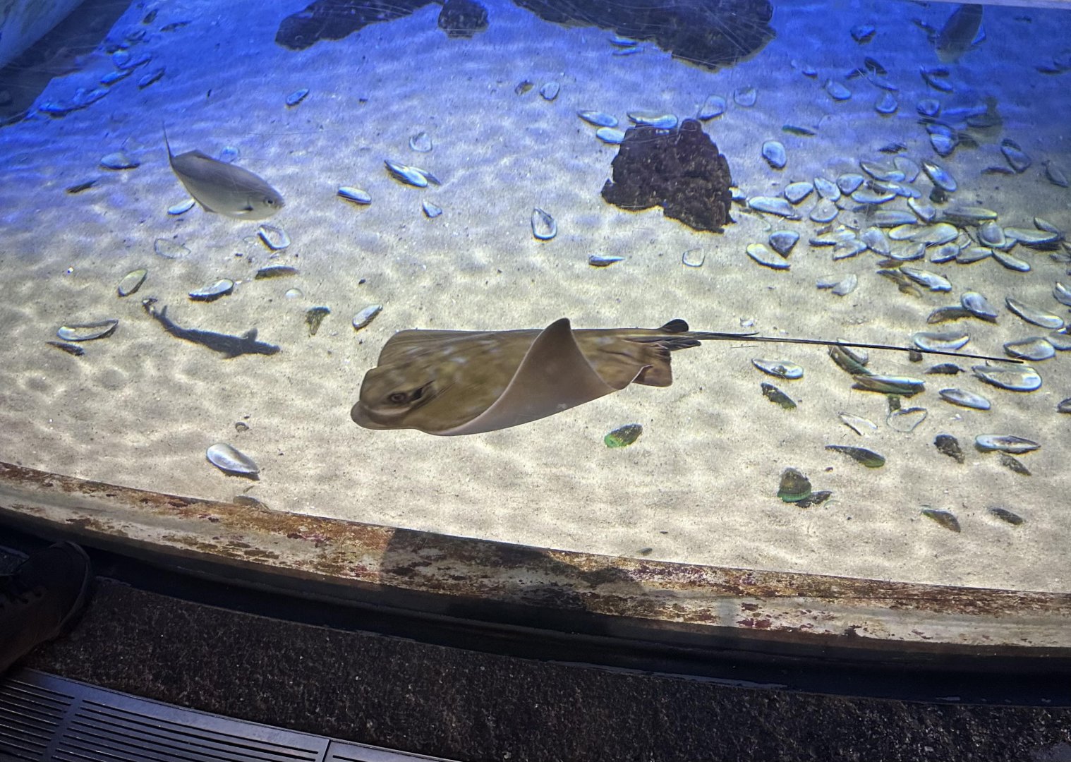 New Zealand eagle ray (Myliobatis tenuicaudatus)