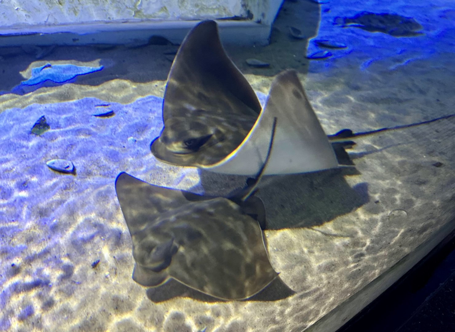 New Zealand eagle ray (Myliobatis tenuicaudatus)