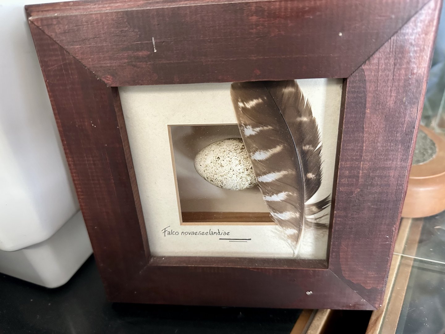 New Zealand Falcon Egg/Feather