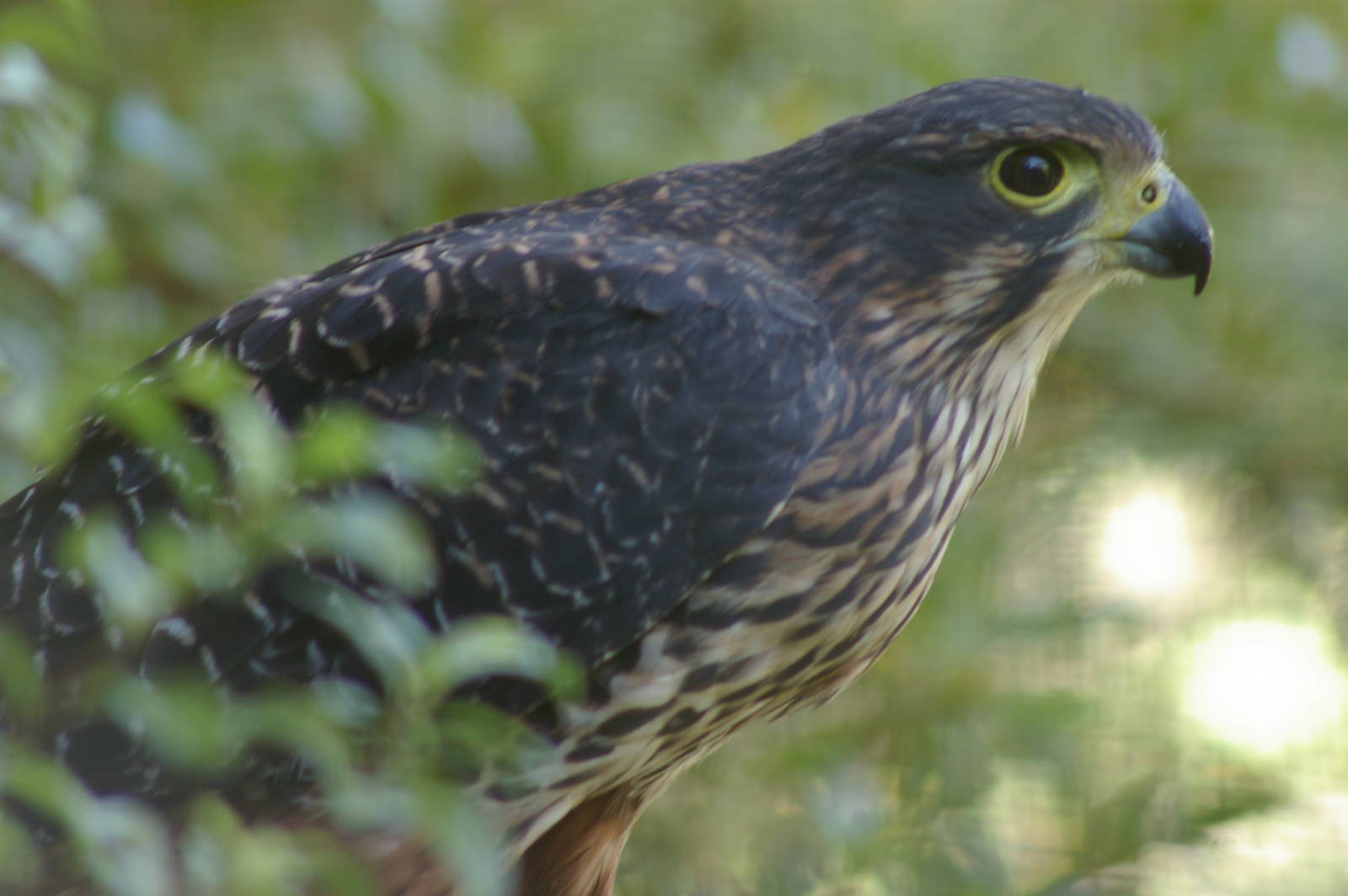New Zealand falcon (Falco novaeseelandiae)