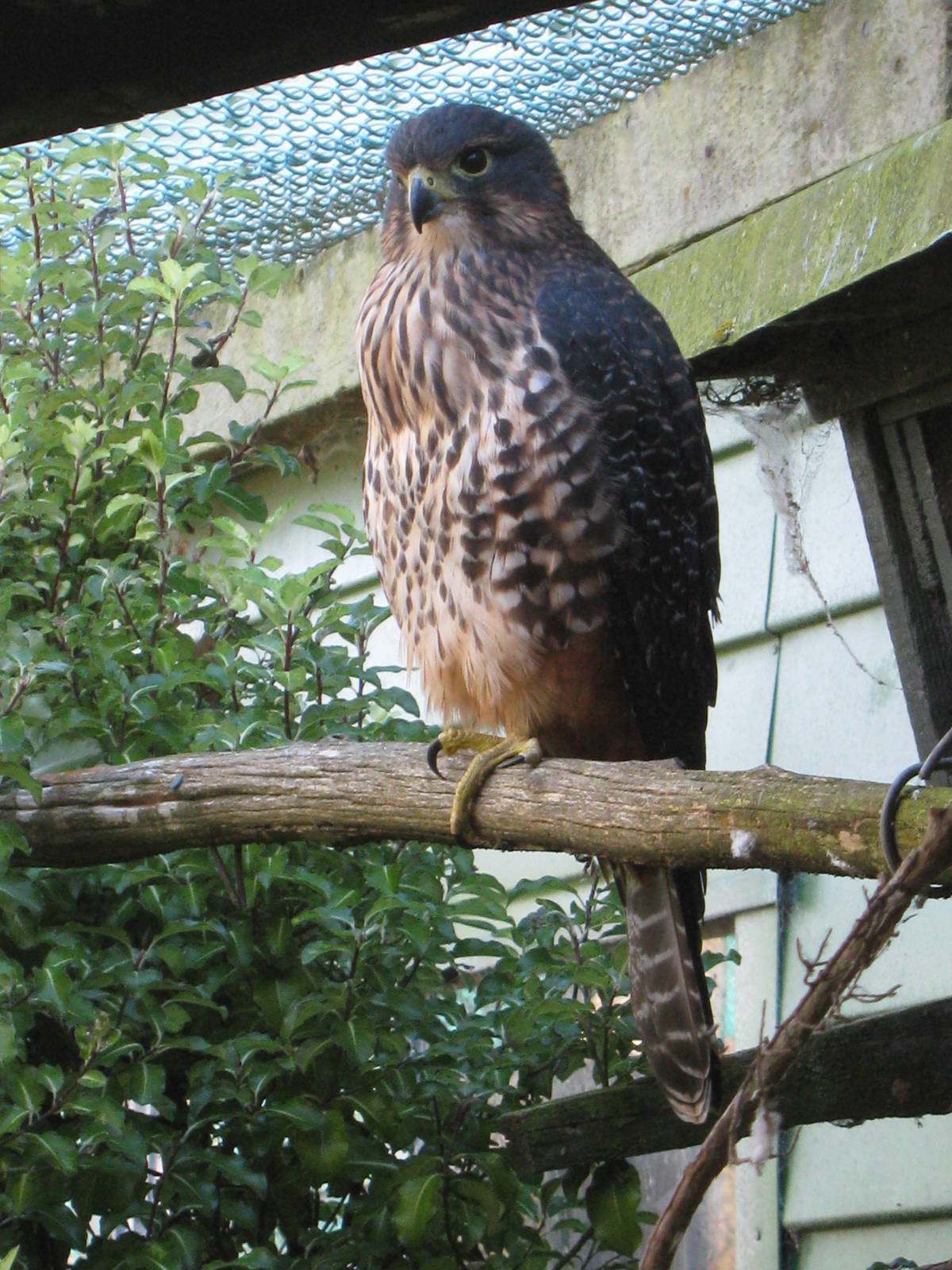 New Zealand falcon (Falco novaeseelandiae)