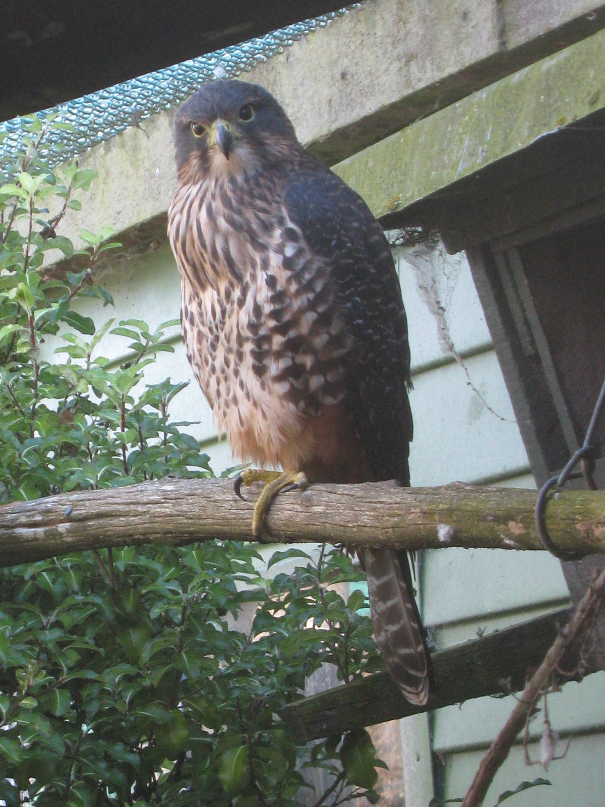 New Zealand falcon (Falco novaeseelandiae)