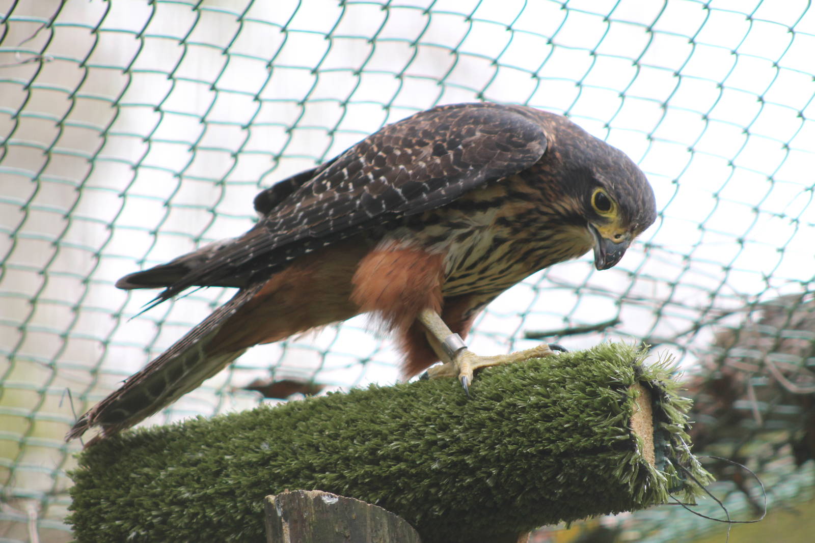 New Zealand Falcon (Falco novaeseelandiae)