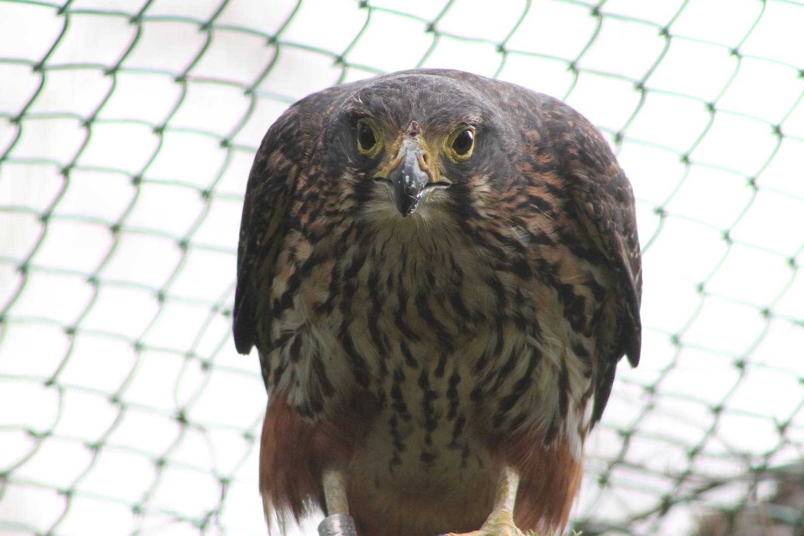 New Zealand Falcon (Falco novaeseelandiae)