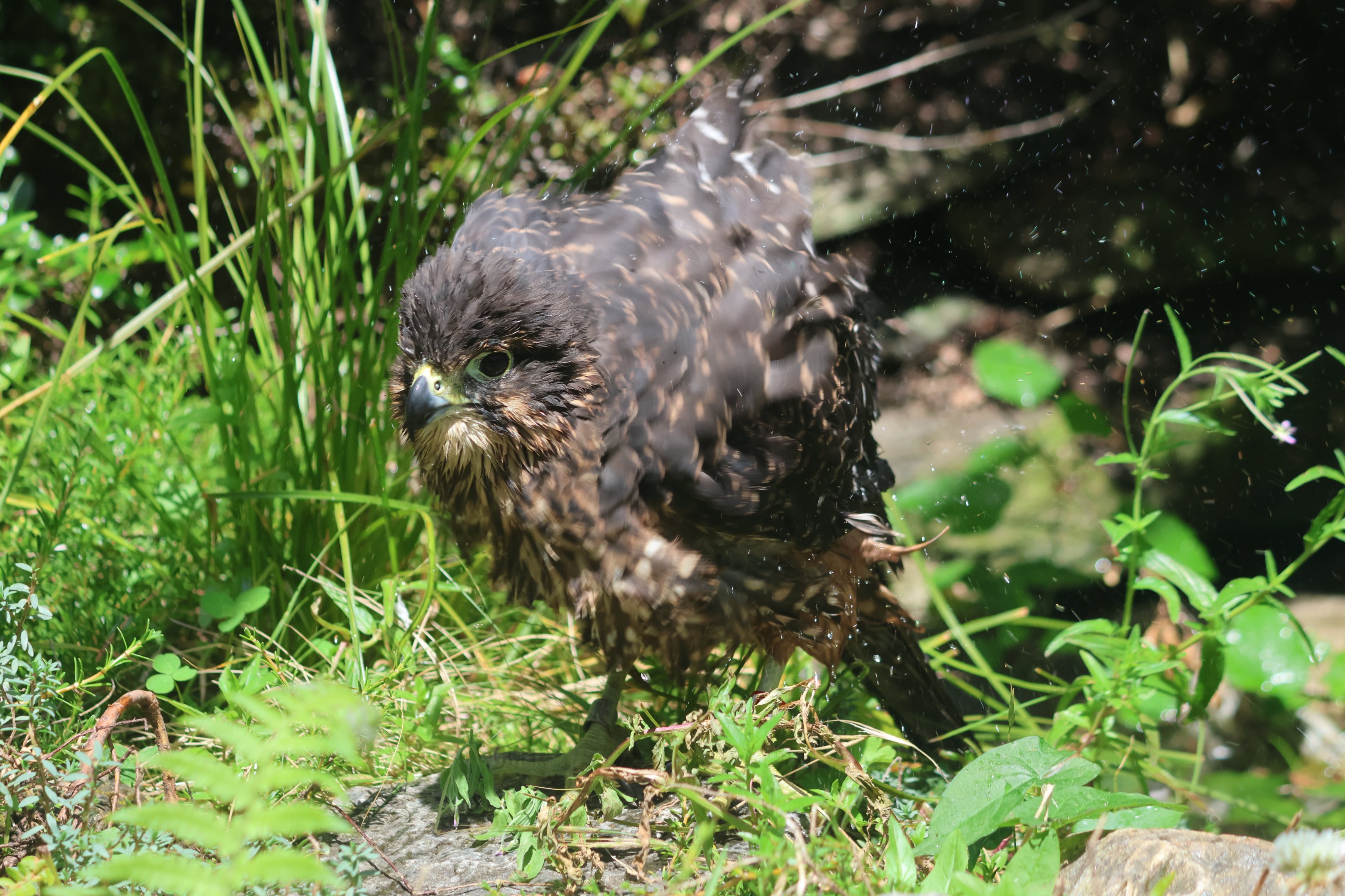 New Zealand Falcon (Falco novaeseelandiae)