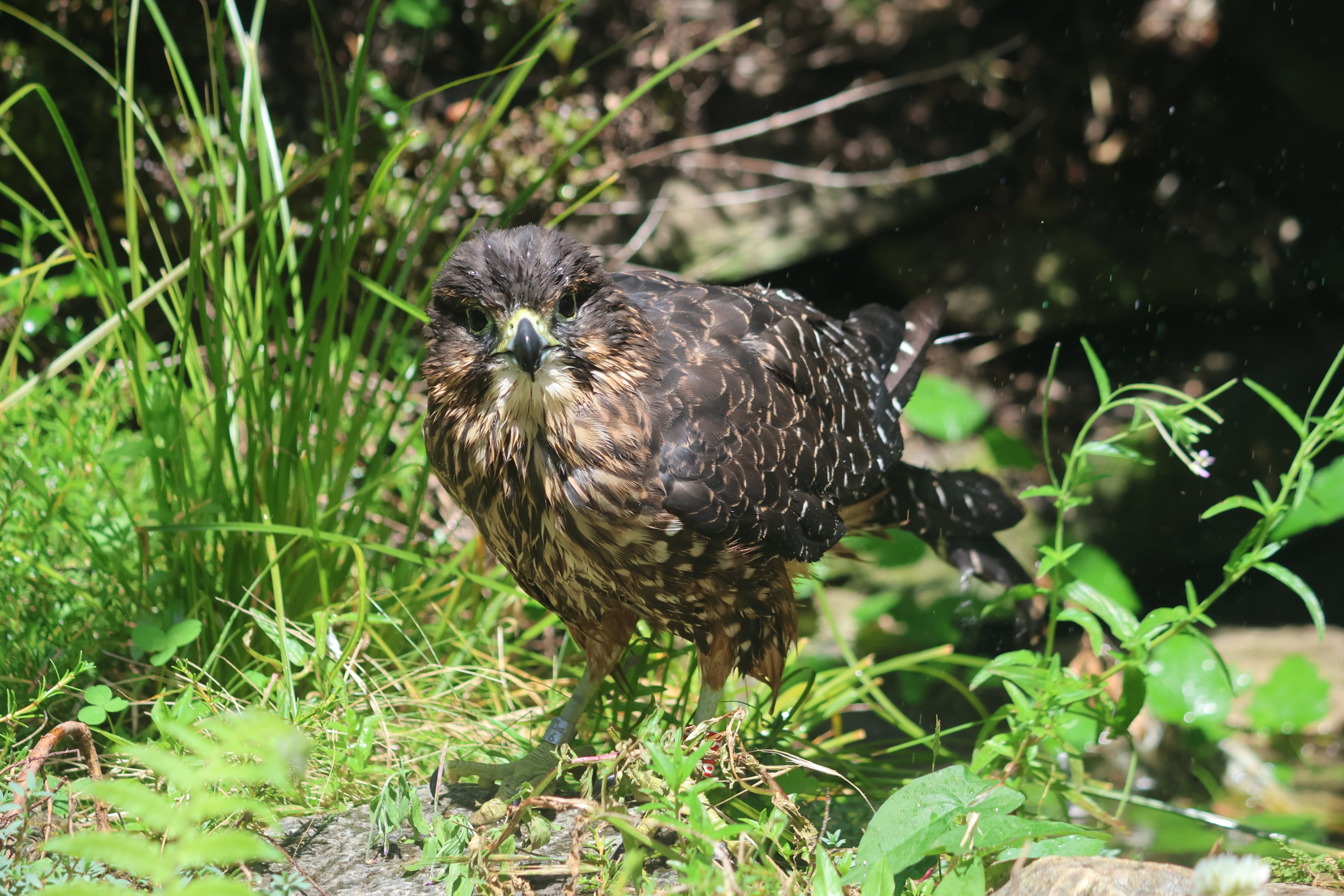 New Zealand Falcon (Falco novaeseelandiae)