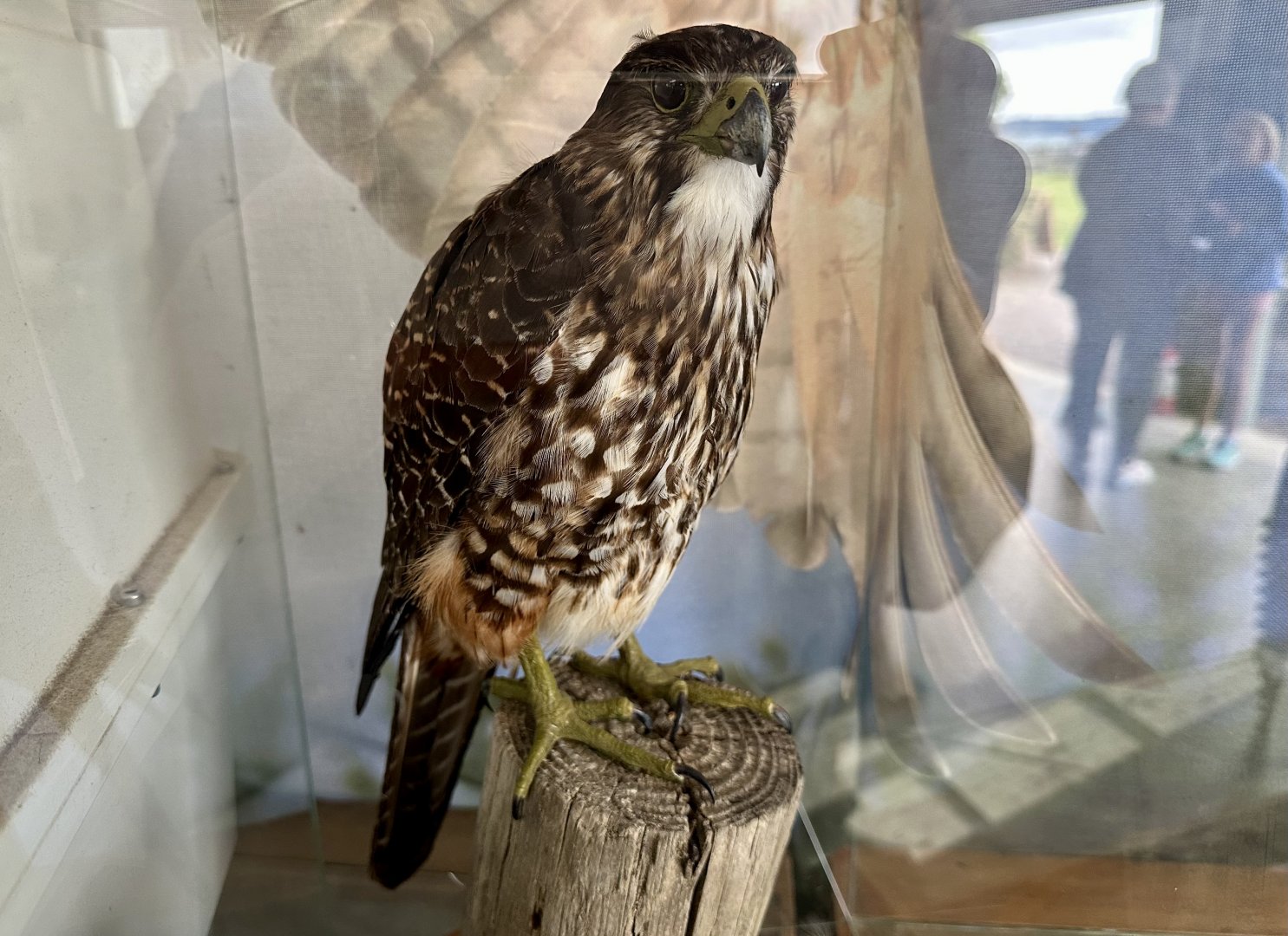 New Zealand falcon (Falco novaeseelandiae)