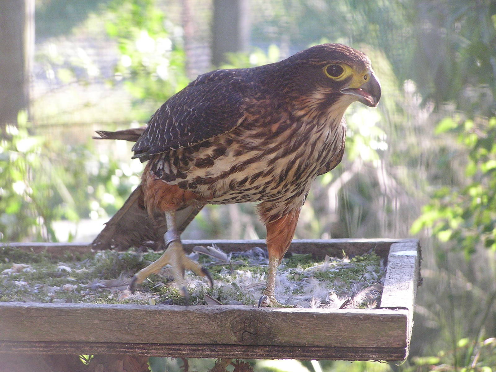 New Zealand falcon/ Falco novaezeelandiae