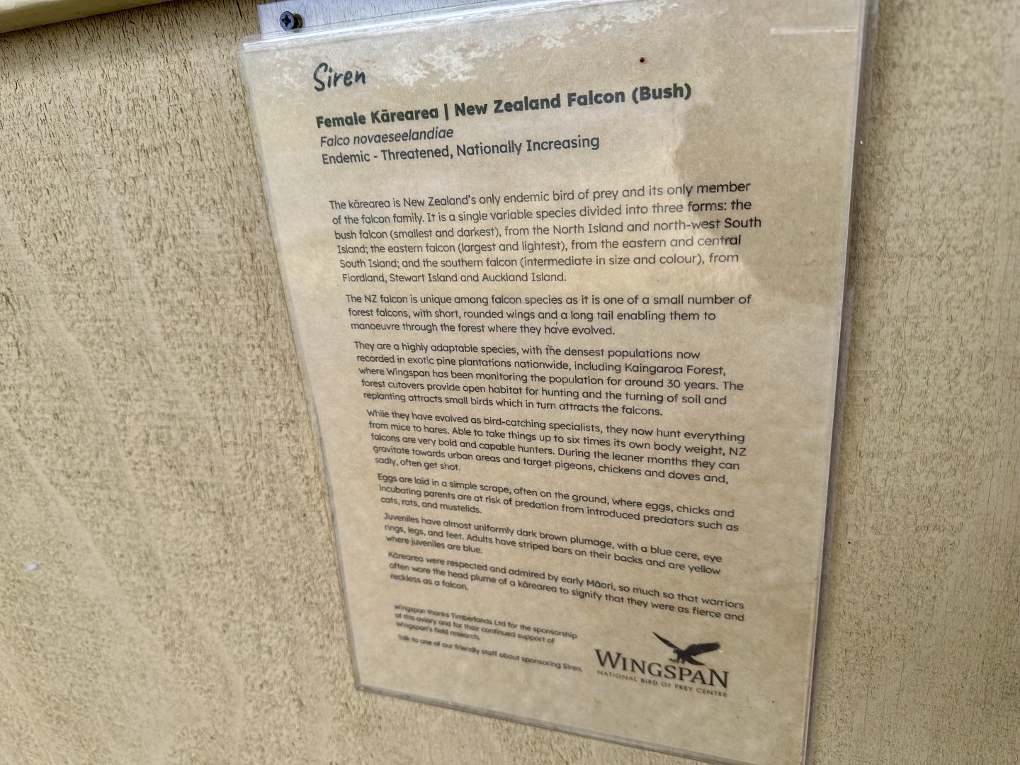 New Zealand Falcon Profile (Siren)