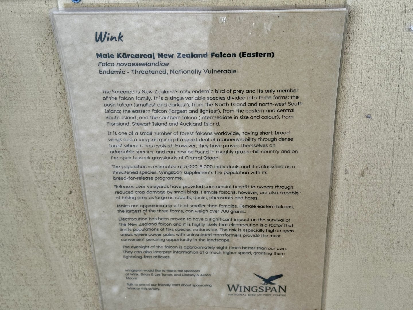 New Zealand Falcon Profile (Wink)