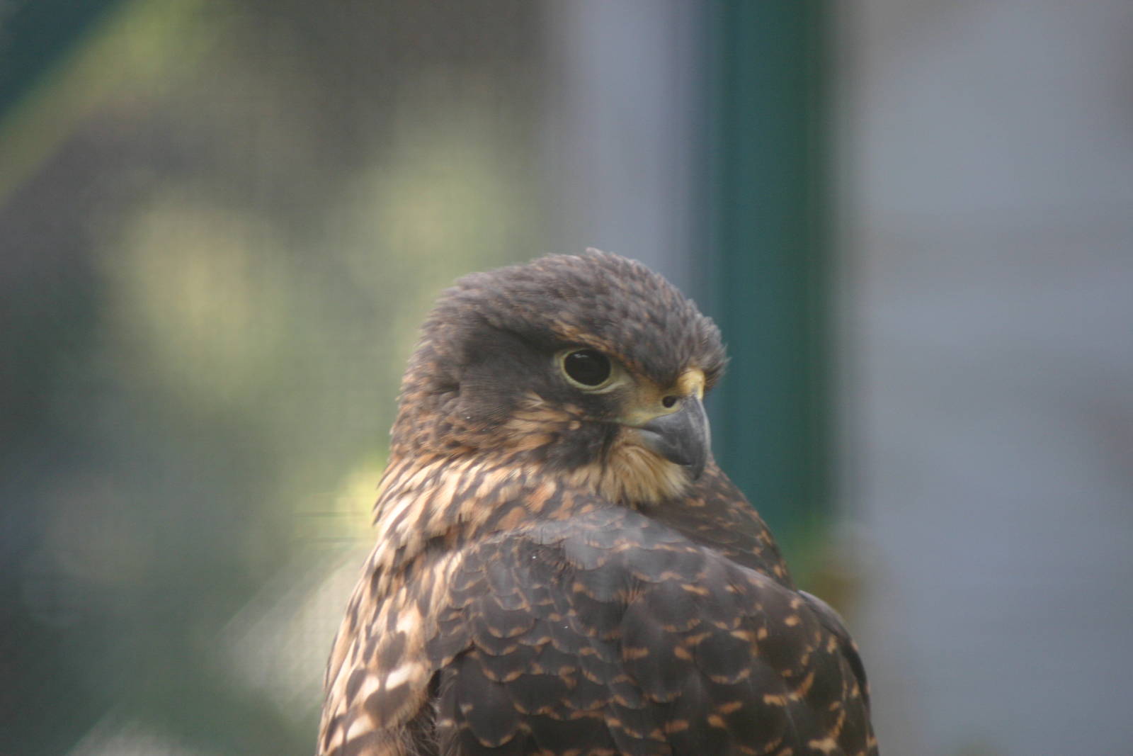 New Zealand Falcon - Wingspan