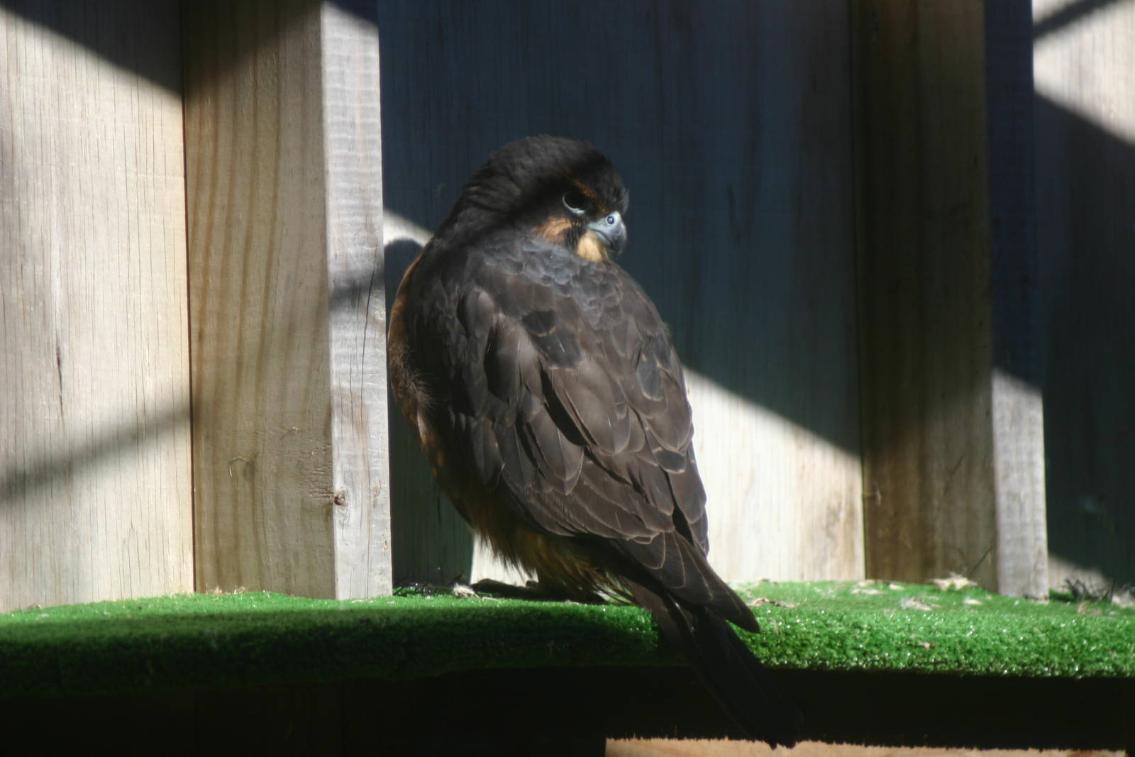 New Zealand Falcon - Wingspan