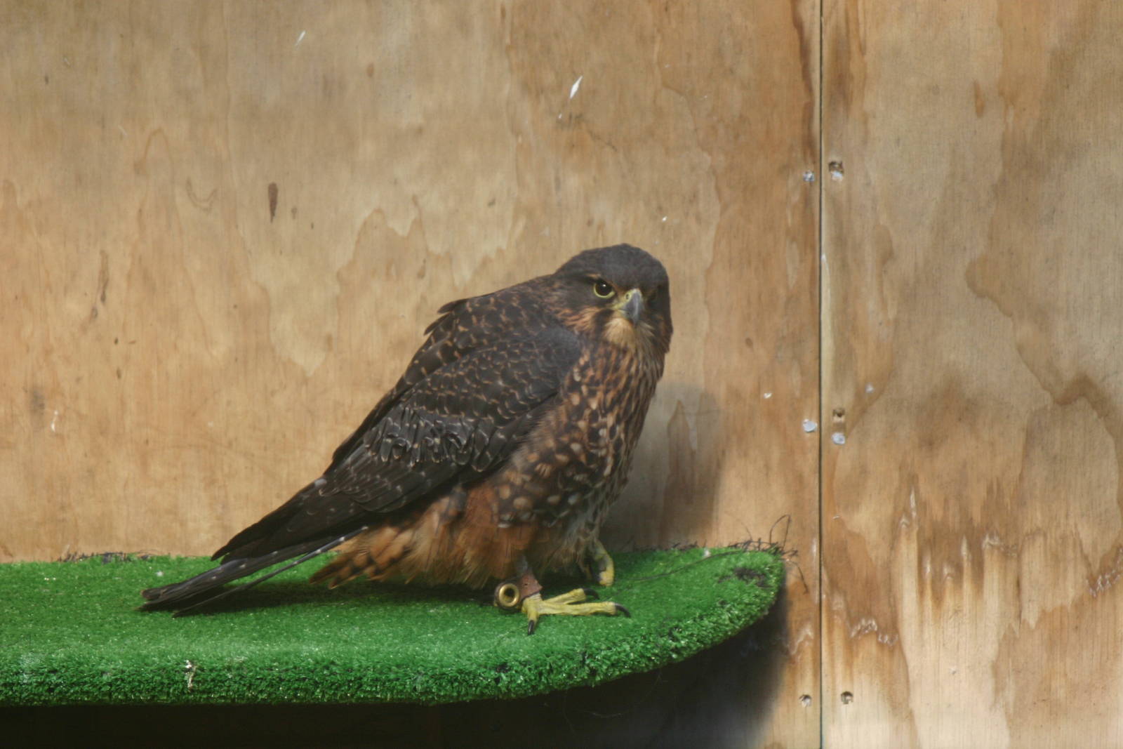 New Zealand Falcon - Wingspan