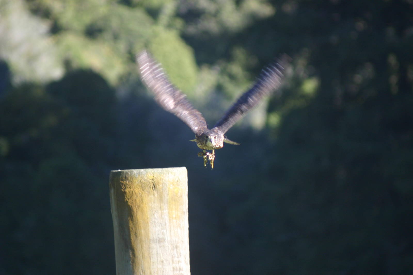New Zealand Falcon - Wingspan