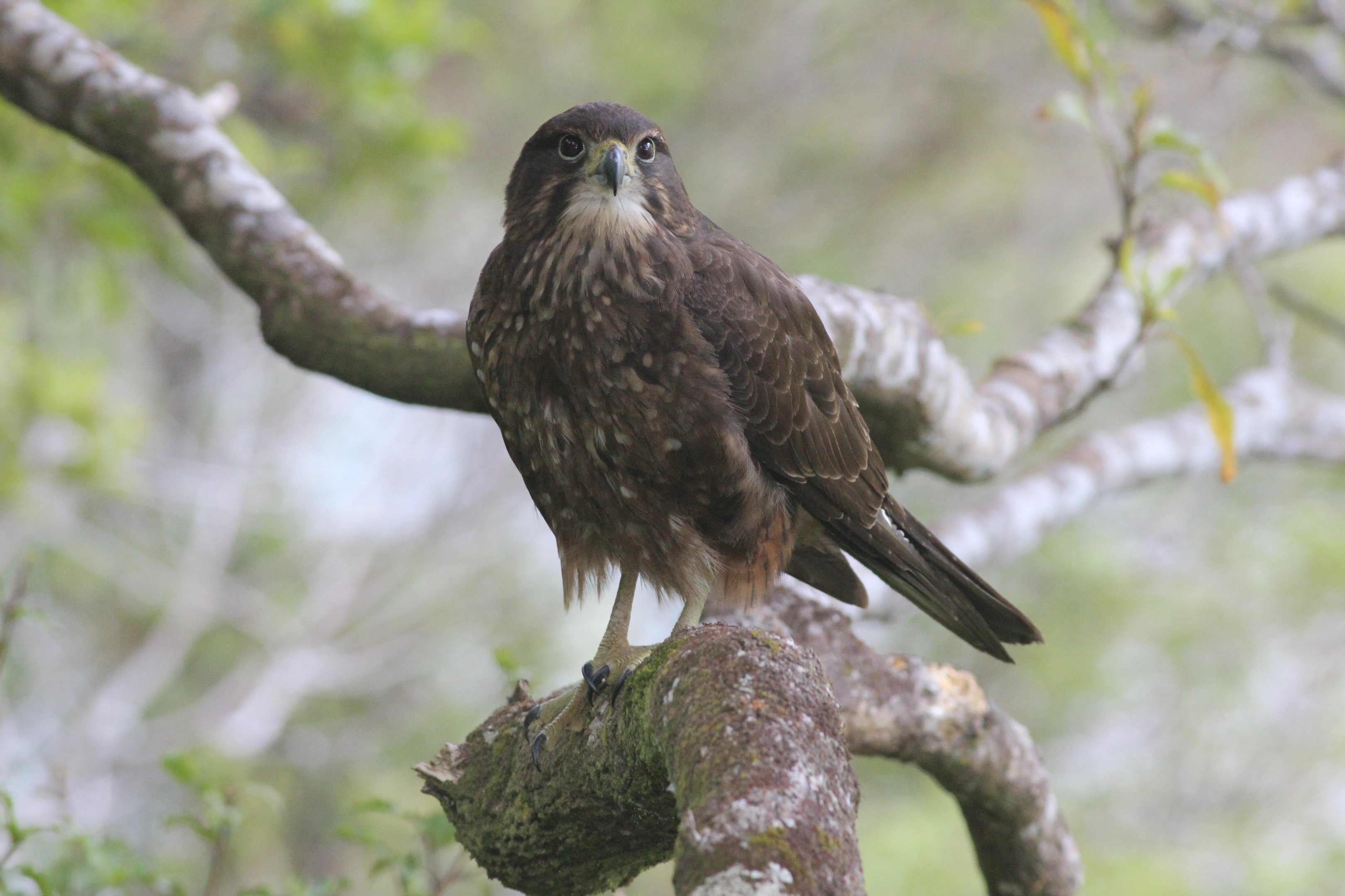 New Zealand Falcon