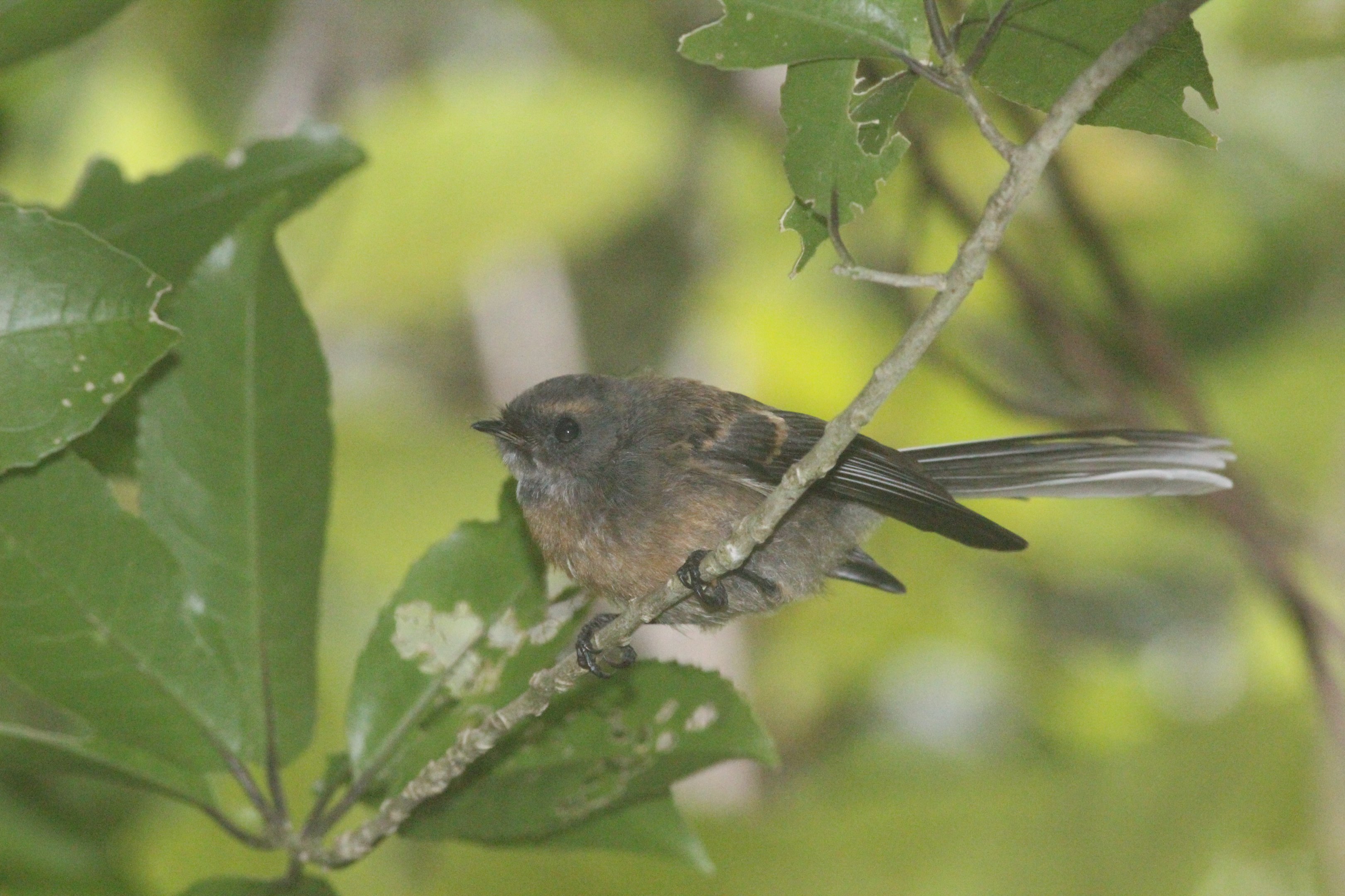 New Zealand Fantail juvenile