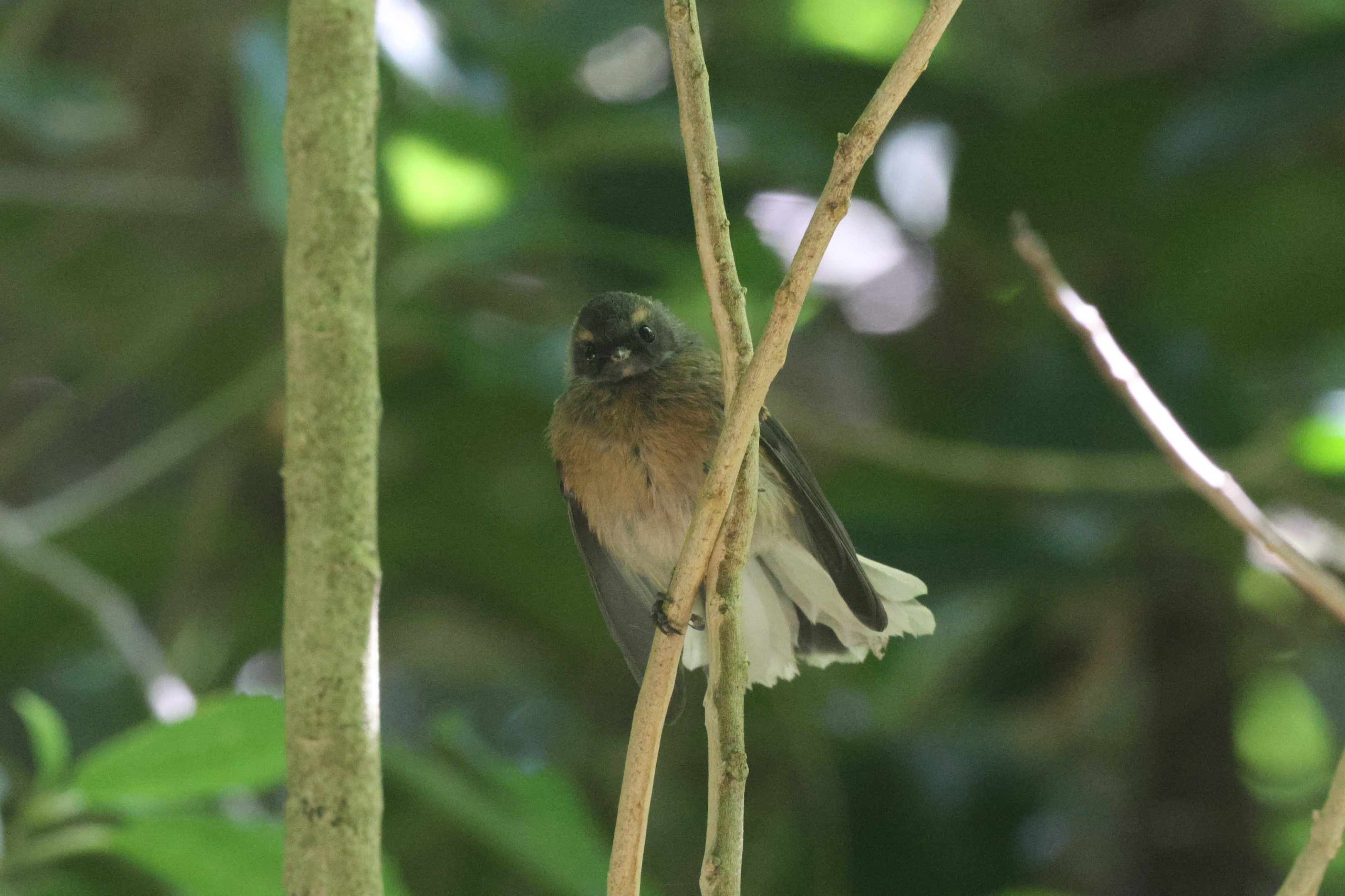New Zealand Fantail (Rhipidura fuliginosa placabilis) juvenile, Mātiu/Somes Island