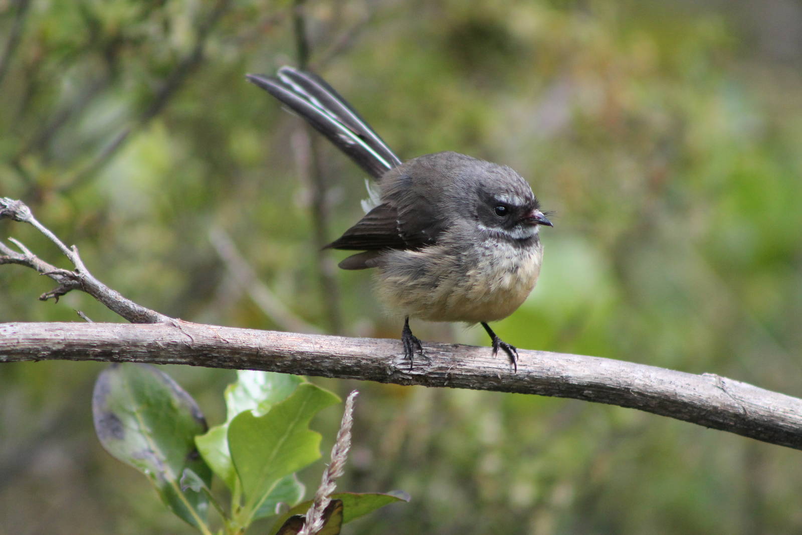 New Zealand fantail (Rhipidura fuliginosa placabilis)
