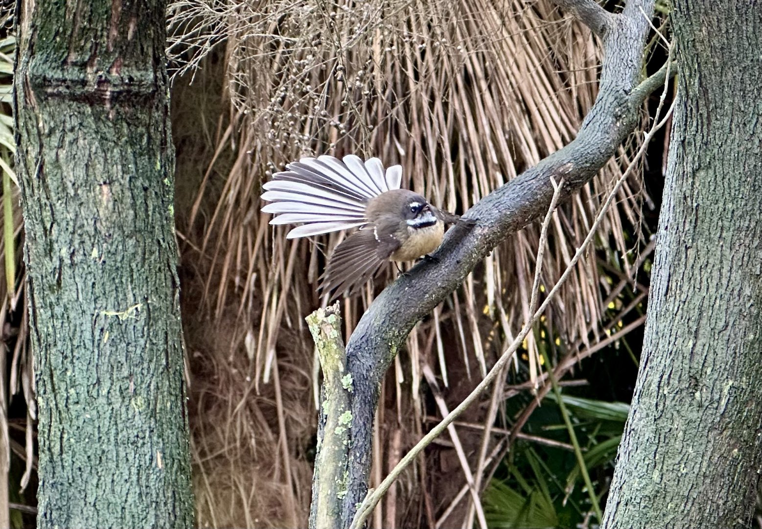 New Zealand fantail (Rhipidura fuliginosa)