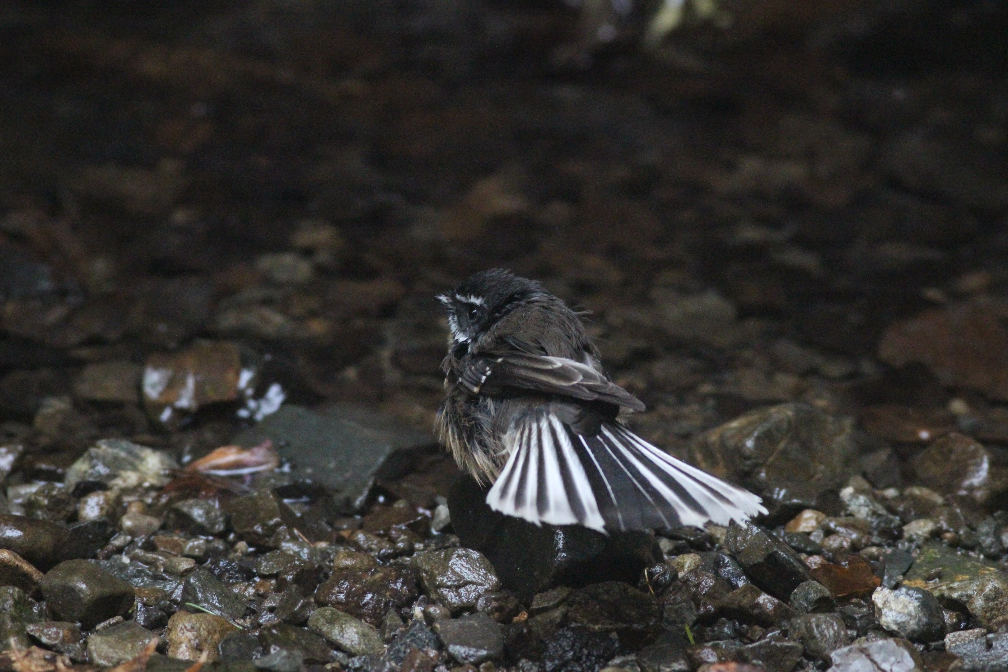New Zealand Fantail, Wellington Botanic Garden