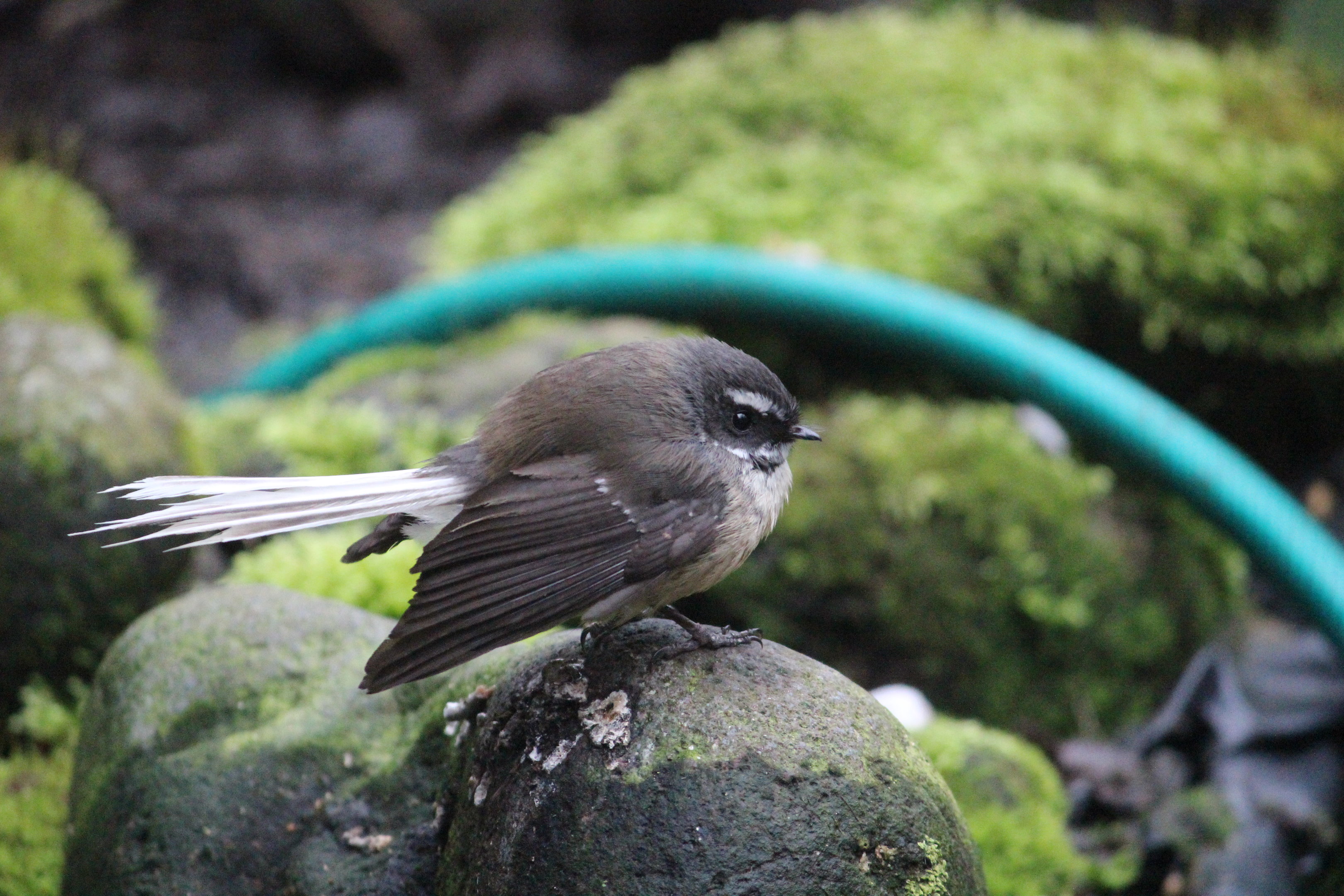 New Zealand Fantail (wild), The Dinosaur House (Raetihi)