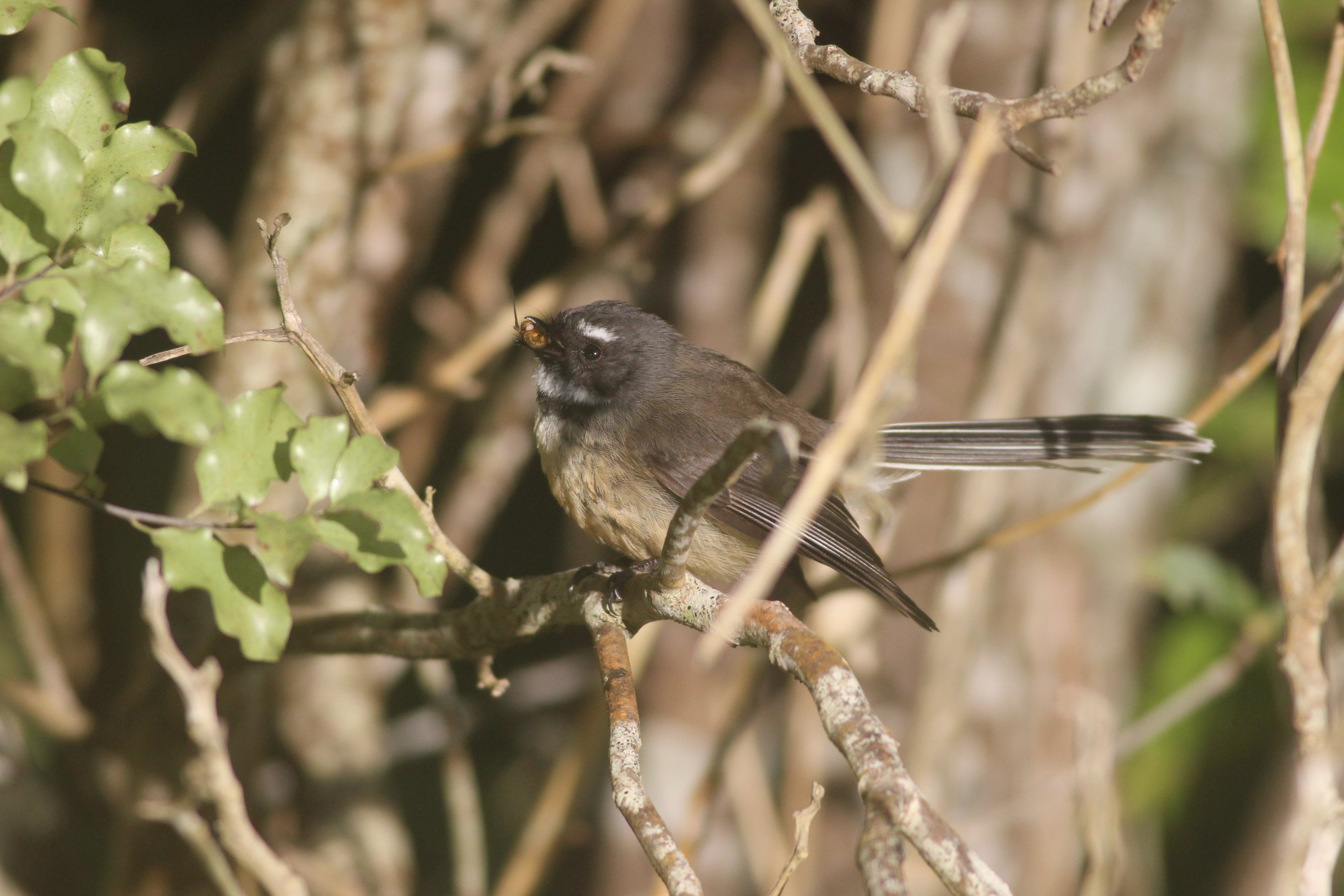New Zealand Fantail with fly