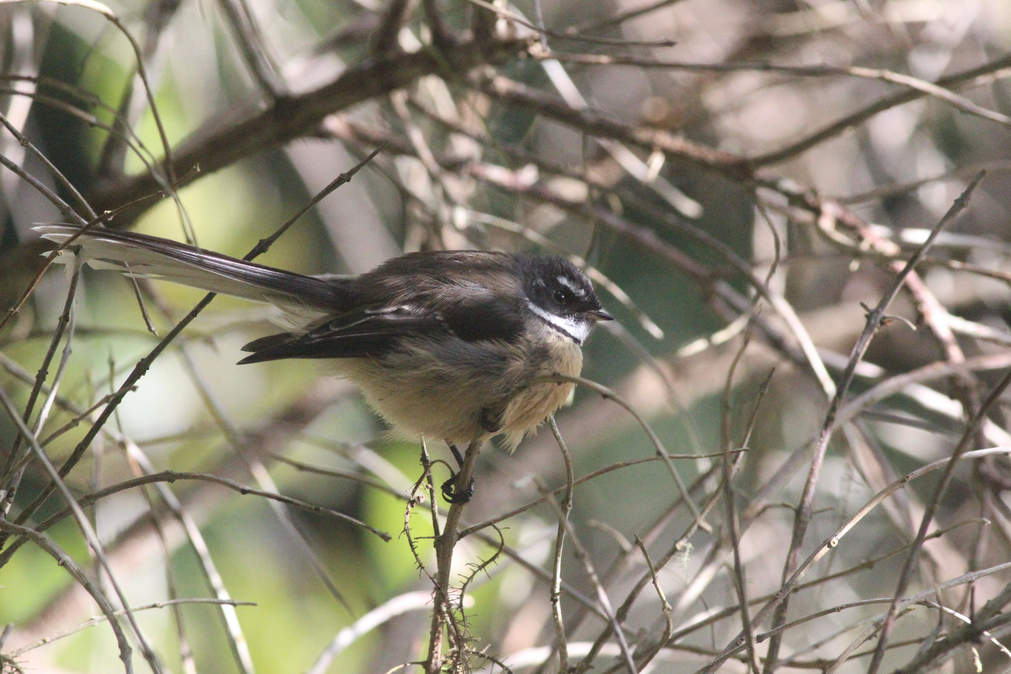 New Zealand Fantail