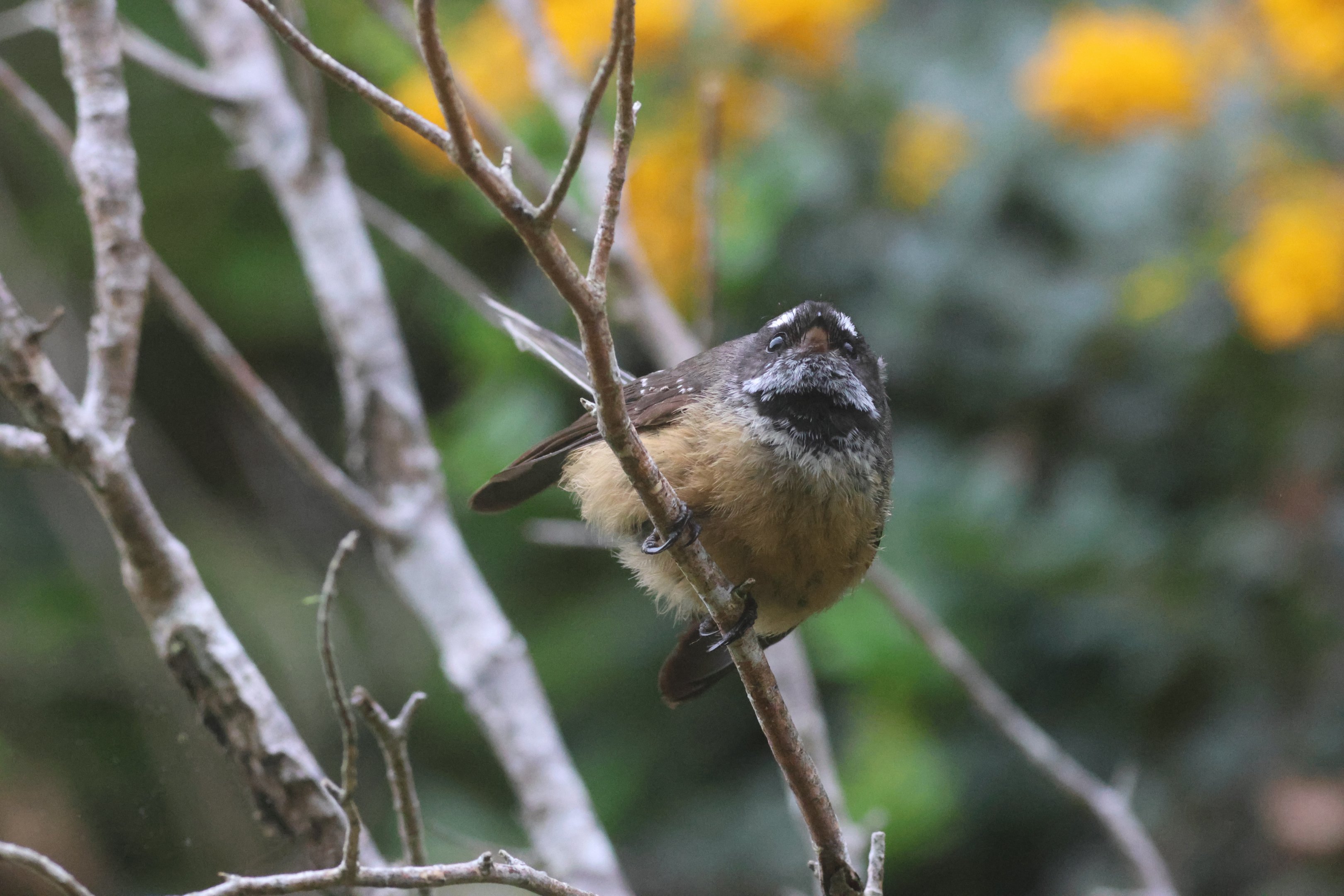 New Zealand Fantail