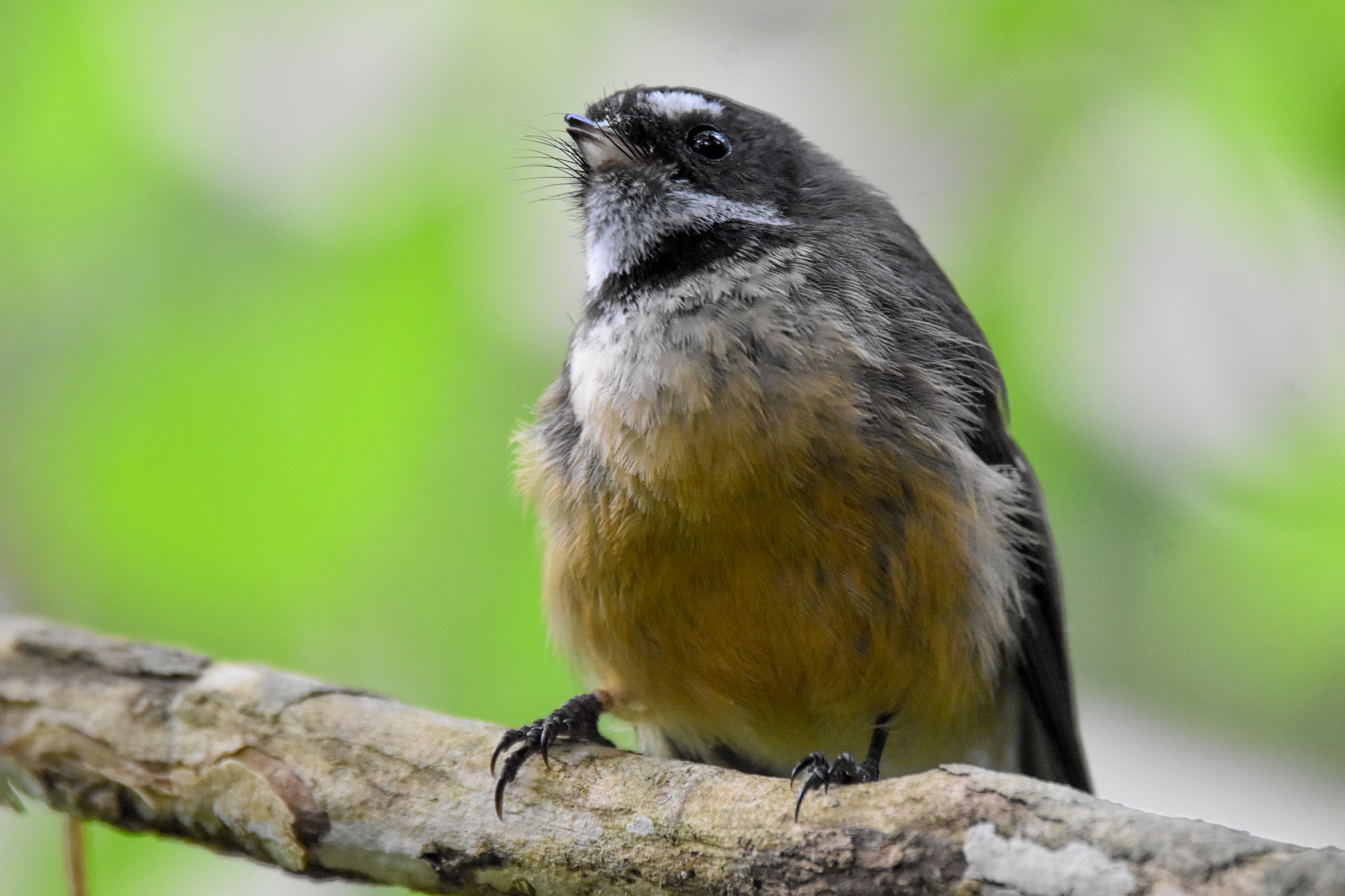 New Zealand Fantail