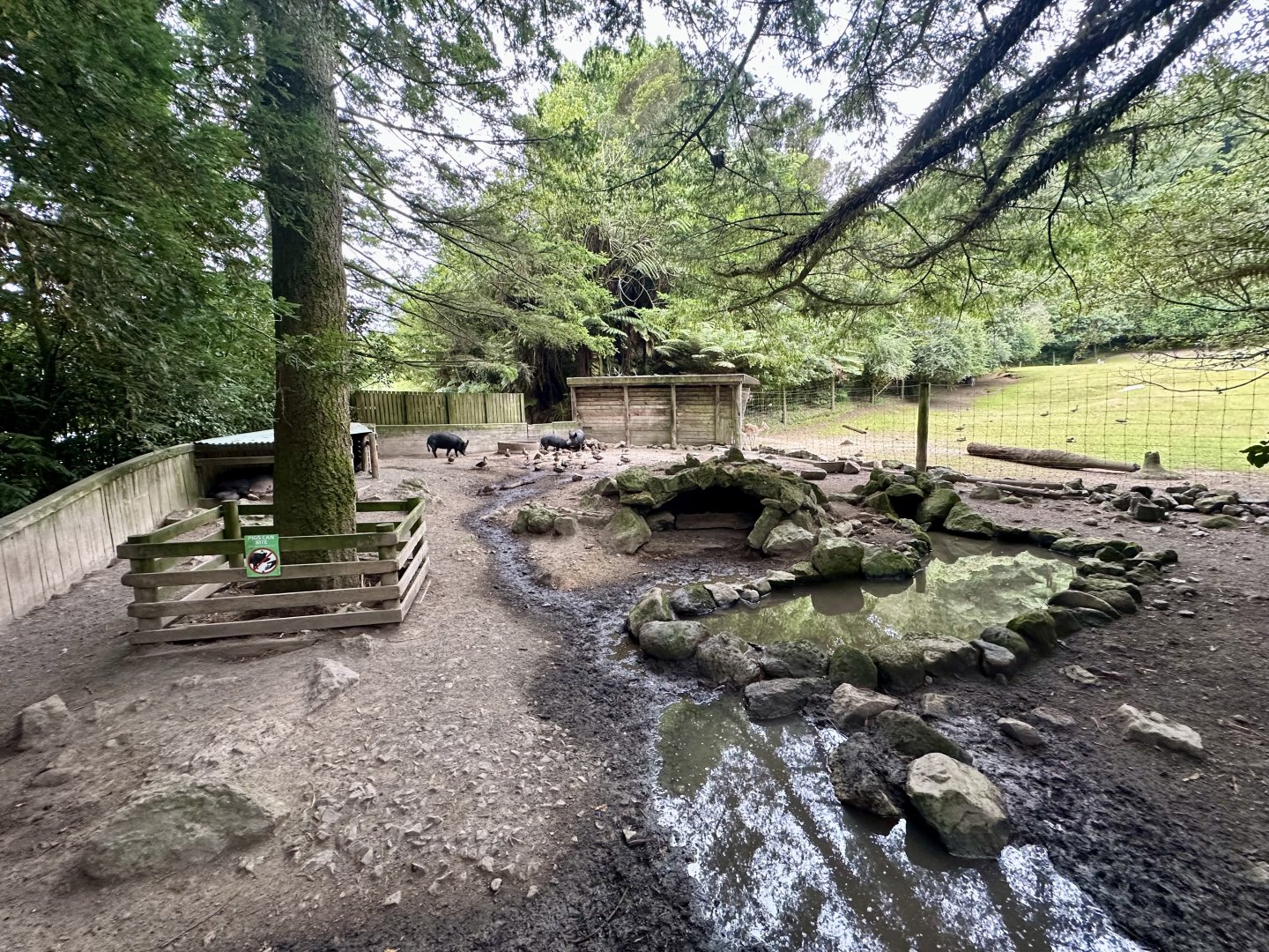 New Zealand Feral Pig Exhibit