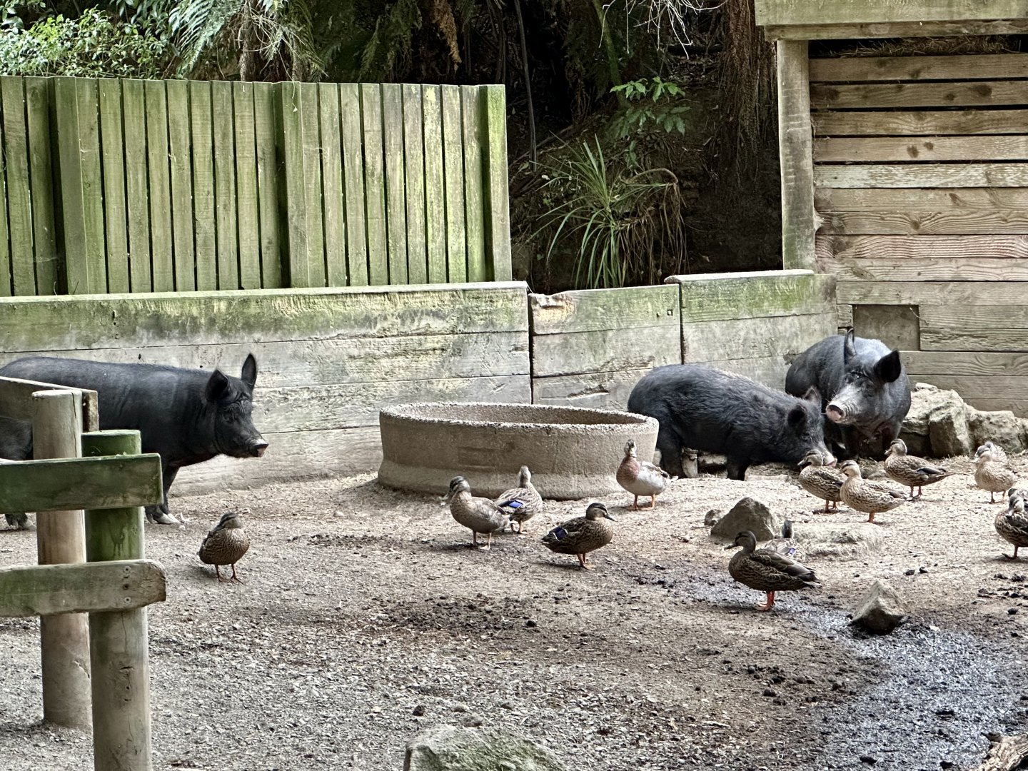 New Zealand feral pig (Sus scrofa)