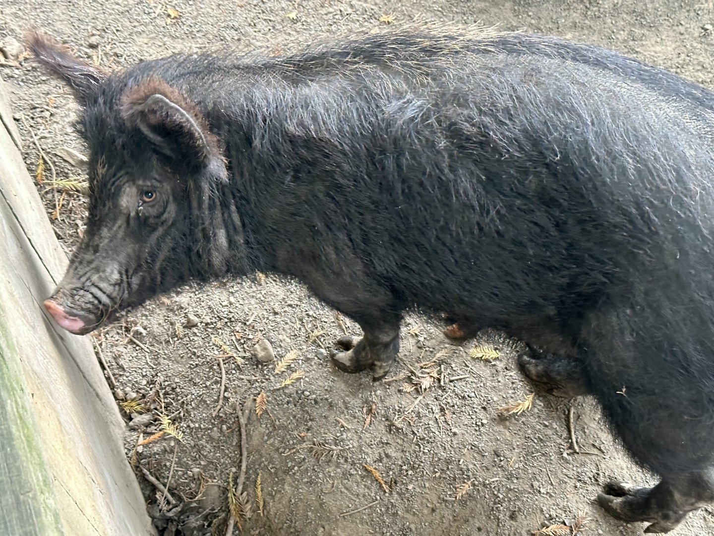New Zealand feral pig (Sus scrofa)