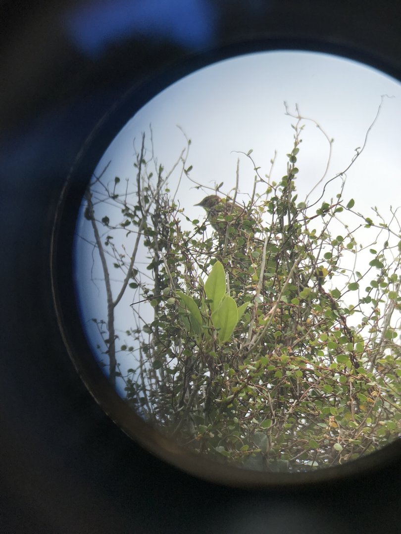 New Zealand Fernbird (North Island)