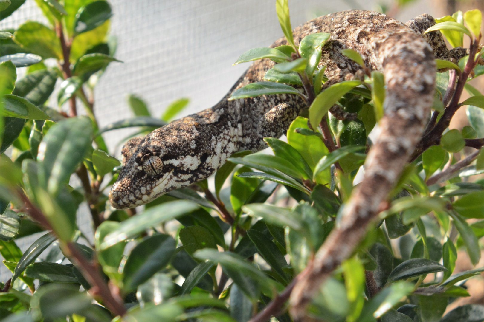 New Zealand forest gecko (Mokopirirakau granulatus)
