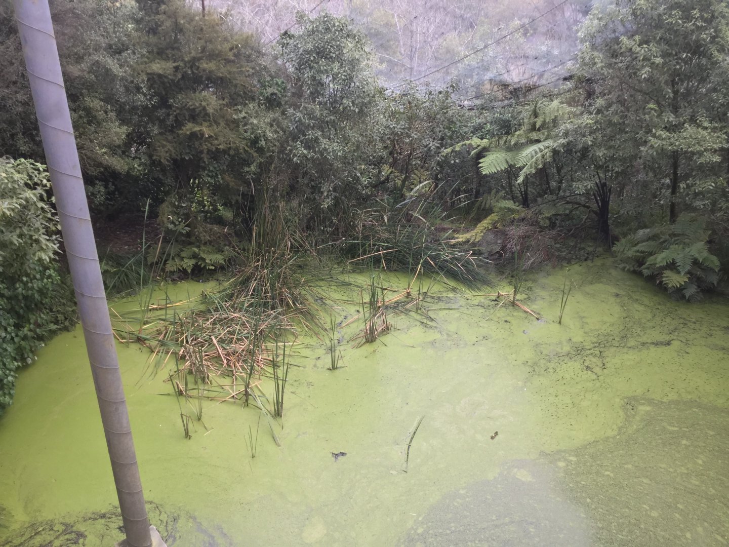 New Zealand Free Flight Sanctuary