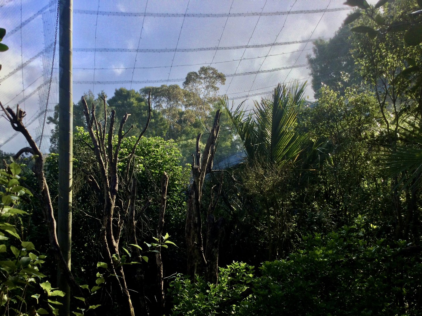 New Zealand Freeflight Aviary