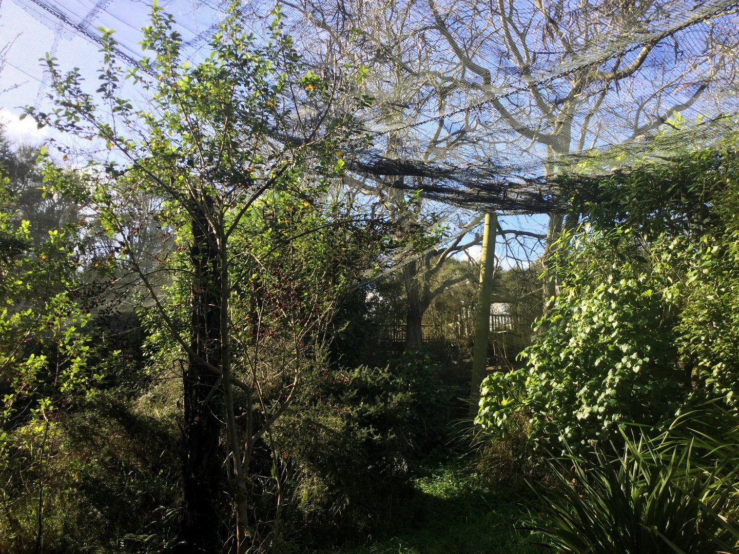 New Zealand Freeflight Aviary