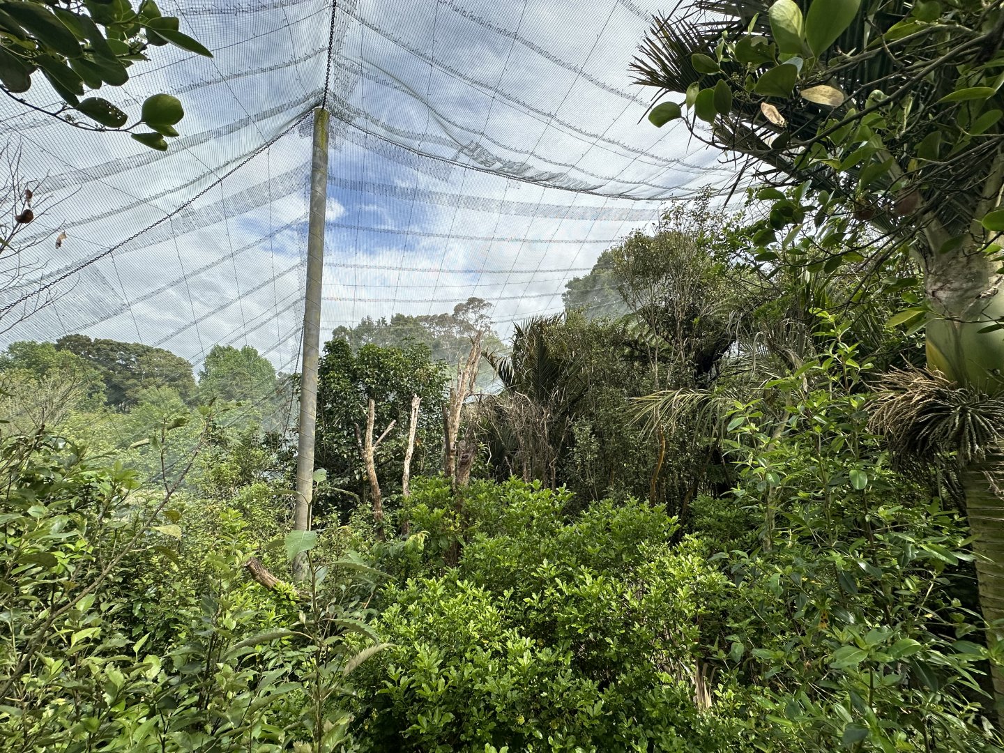 New Zealand Freeflight Aviary
