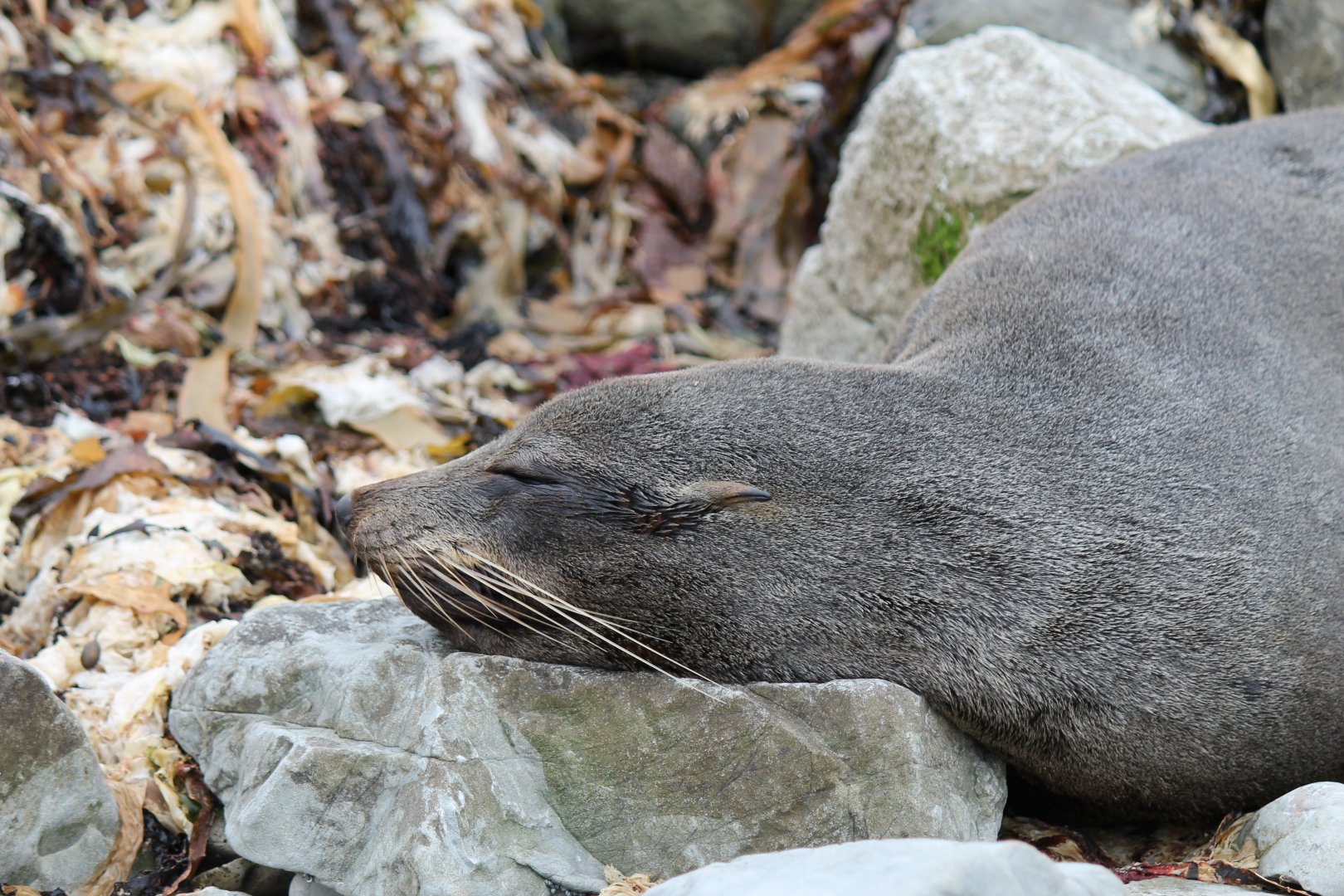 New Zealand Fur Seal (2016)