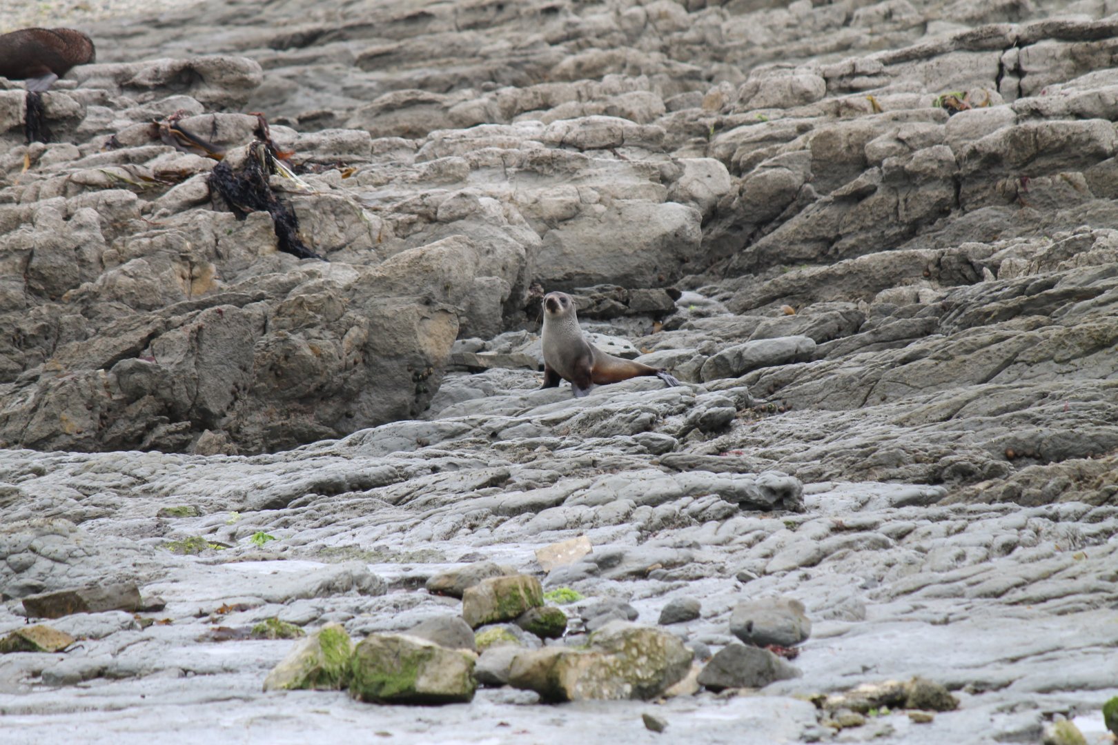 New Zealand Fur Seal (2016)
