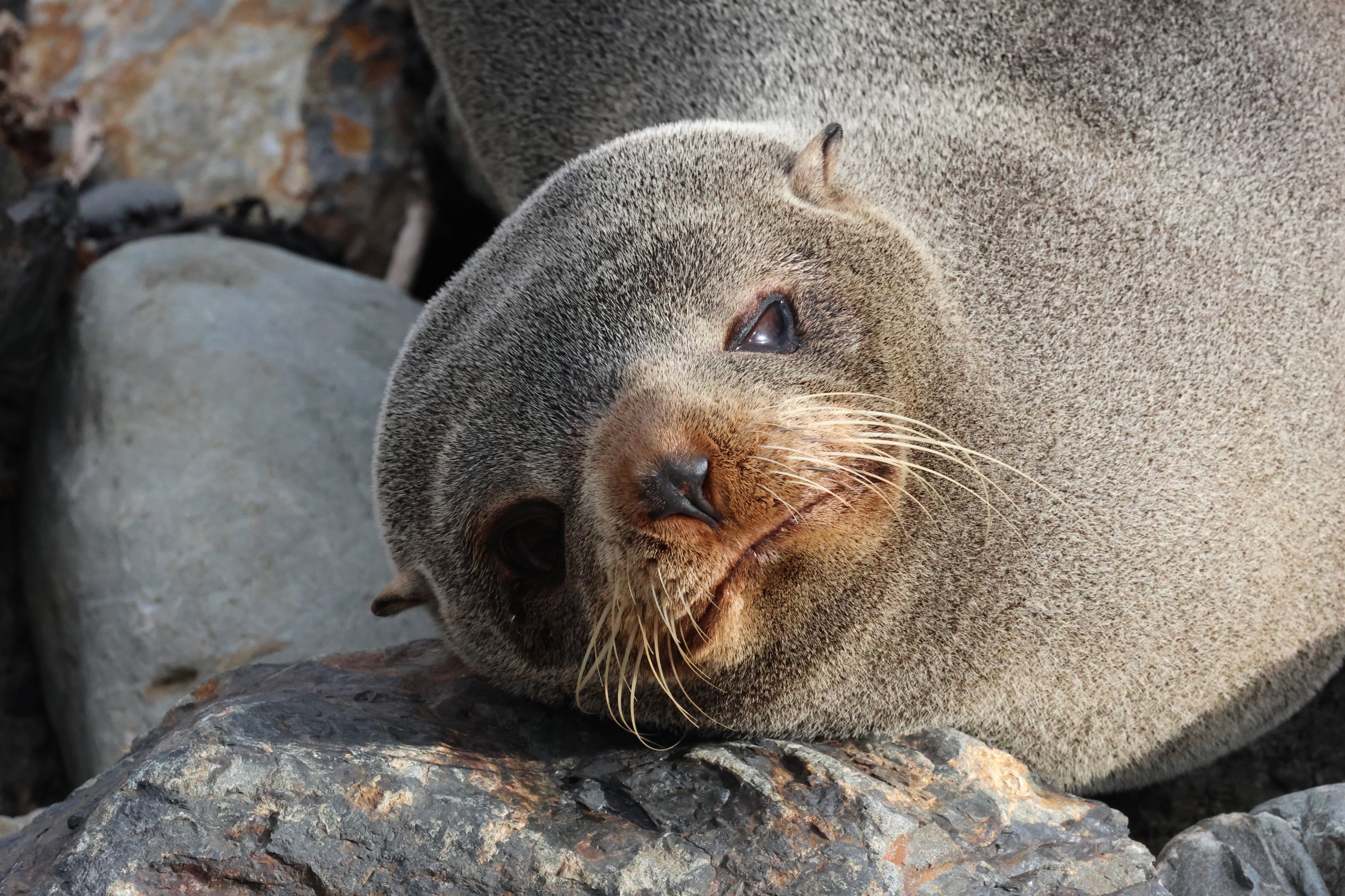 New Zealand Fur Seal (Arctocephalus forsteri), Pencarrow Coast Road (Lower Hutt, Wellington)