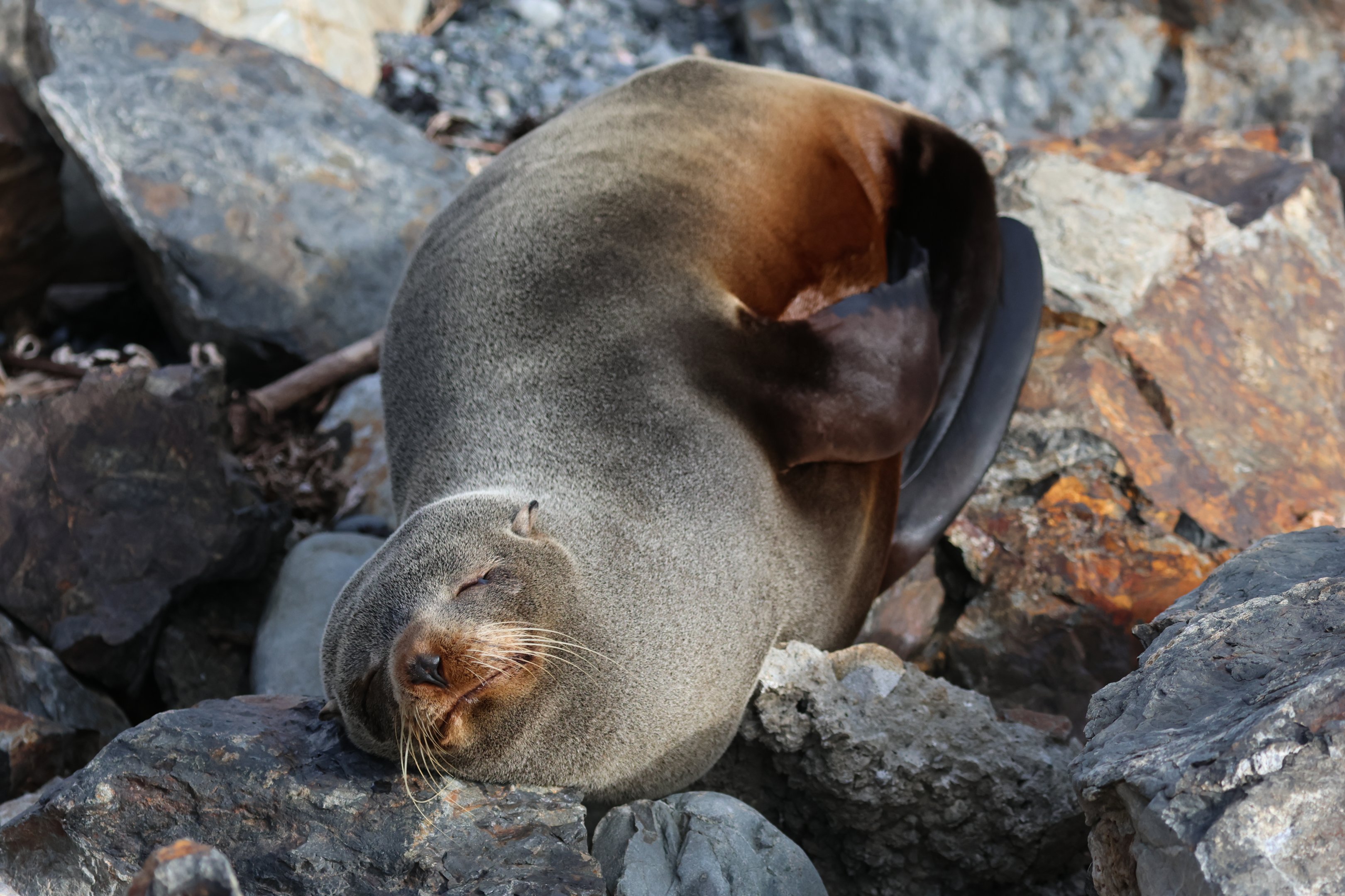 New Zealand Fur Seal (Arctocephalus forsteri), Pencarrow Coast Road (Lower Hutt, Wellington)