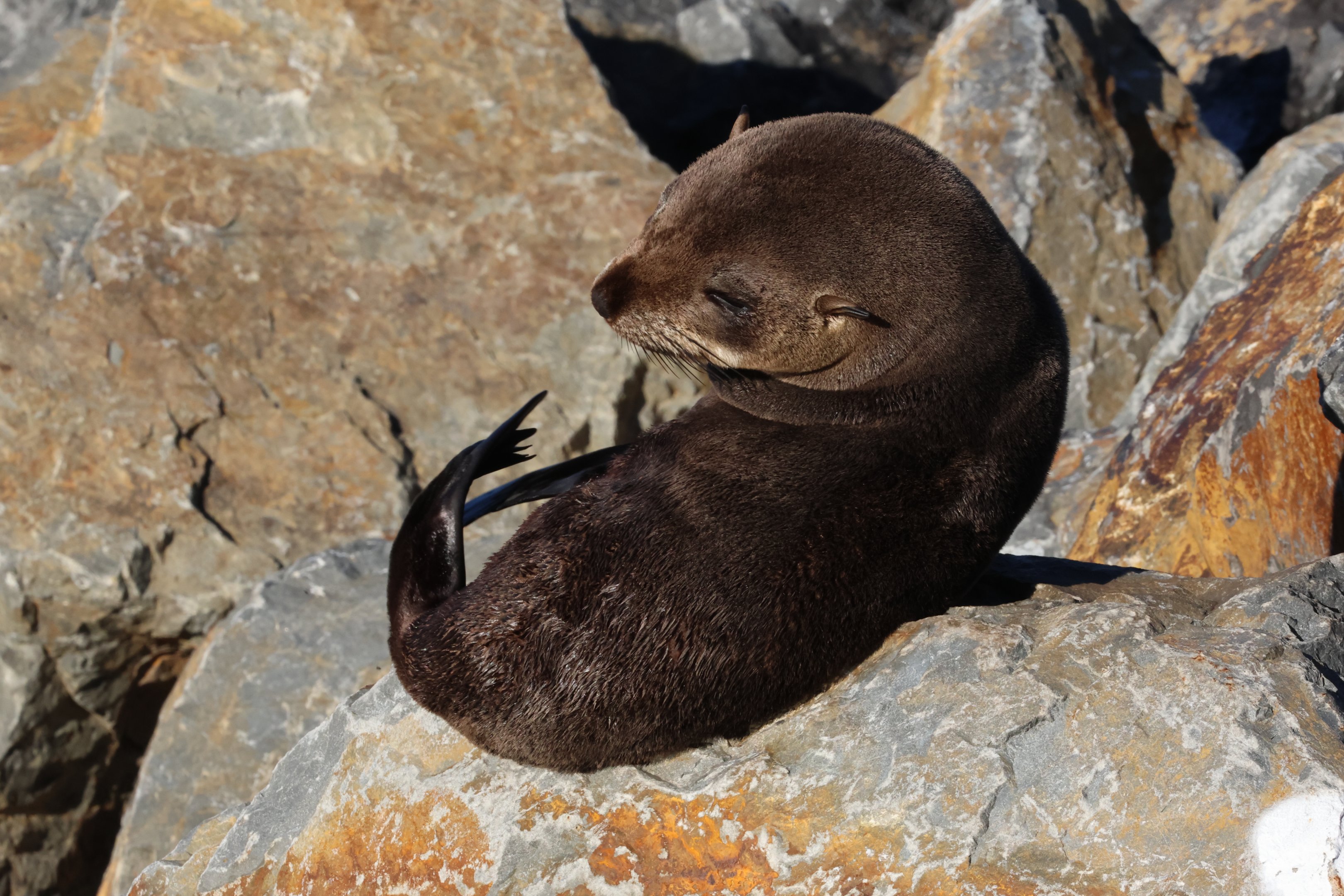 New Zealand Fur Seal (Arctocephalus forsteri), Wellington Waterfront