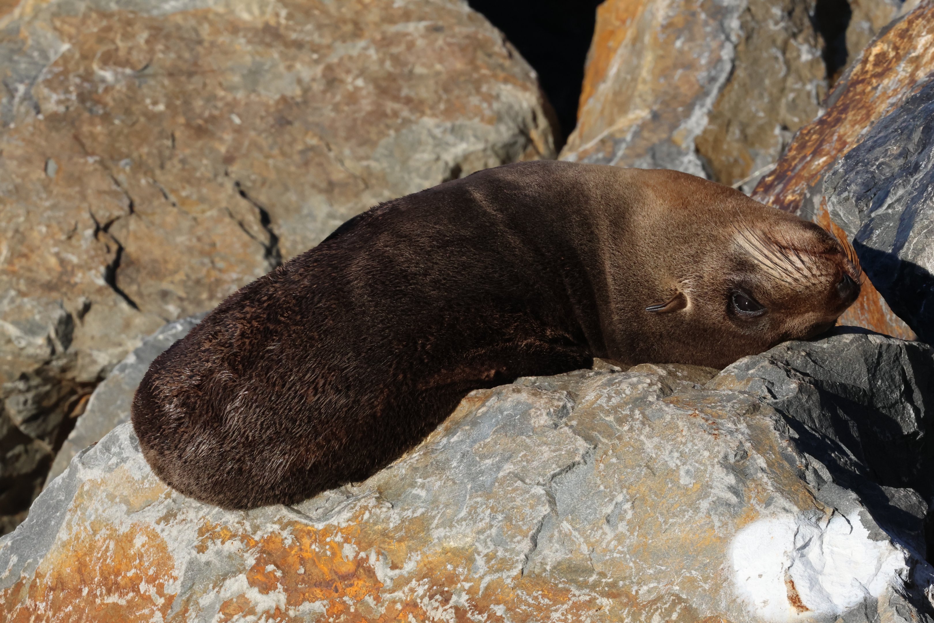 New Zealand Fur Seal (Arctocephalus forsteri), Wellington Waterfront